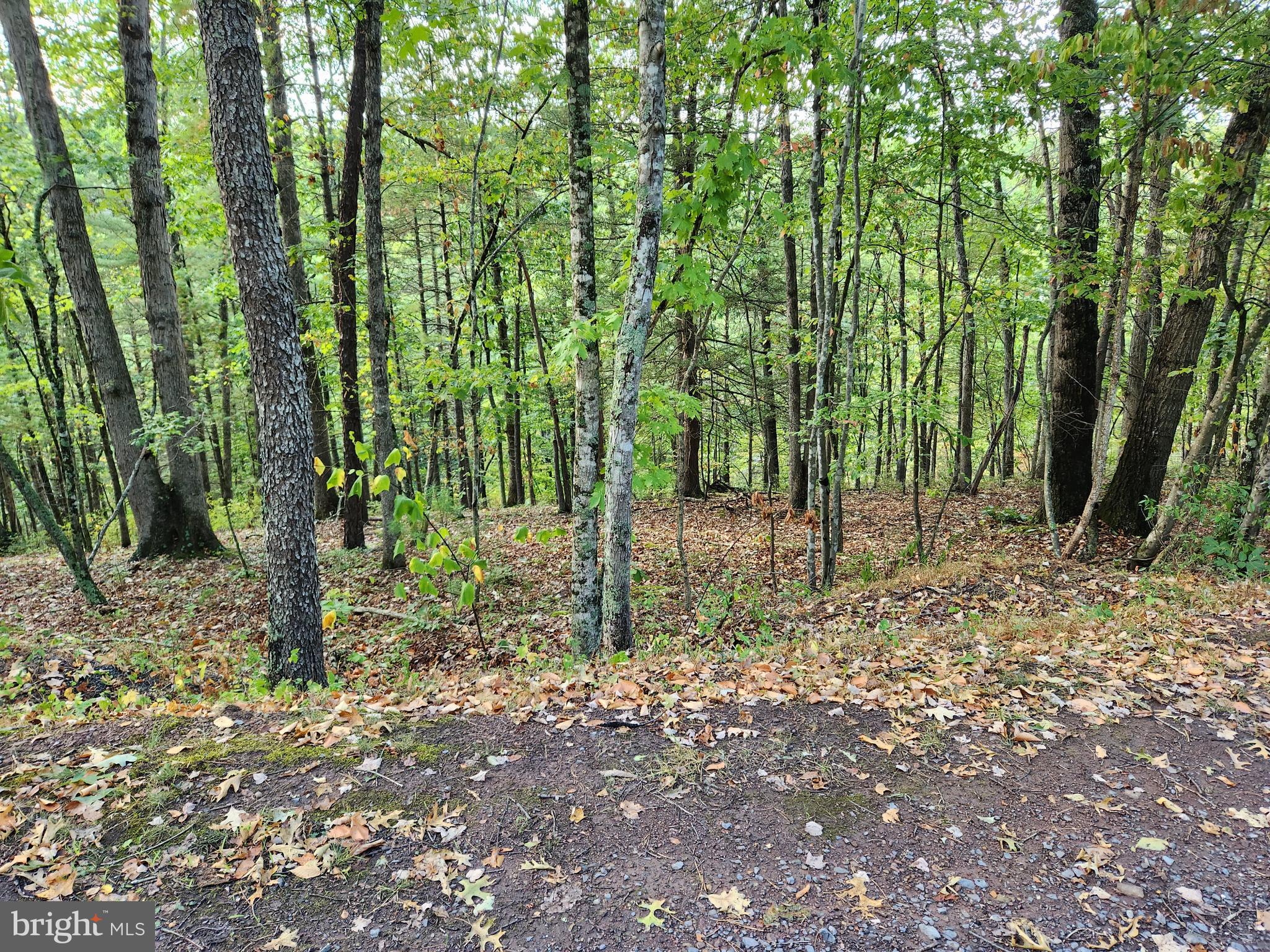 Lot 445 Chestnut Ridge Rd Mount Mount Jackson, VA 22842 - Photo 4 of 4