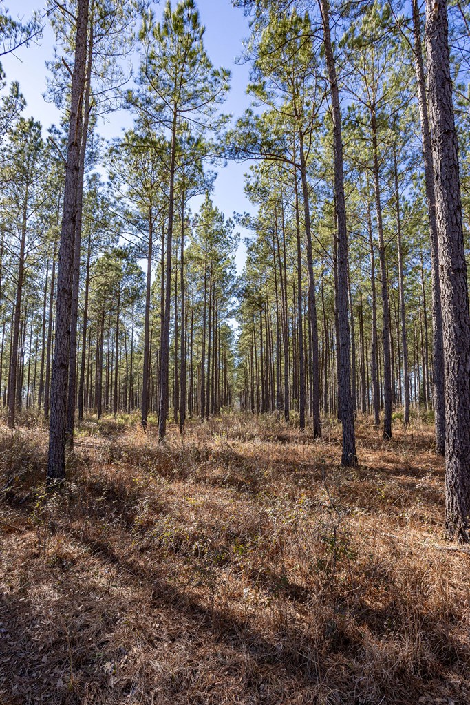 0 Bruner Pond Road Ashford, AL 36312 - Photo 24 of 30