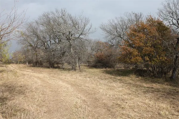 a view of backyard and tree