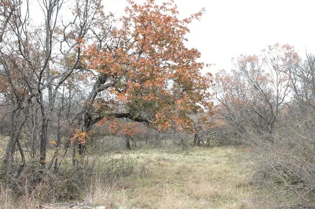 a view of a dry yard with trees