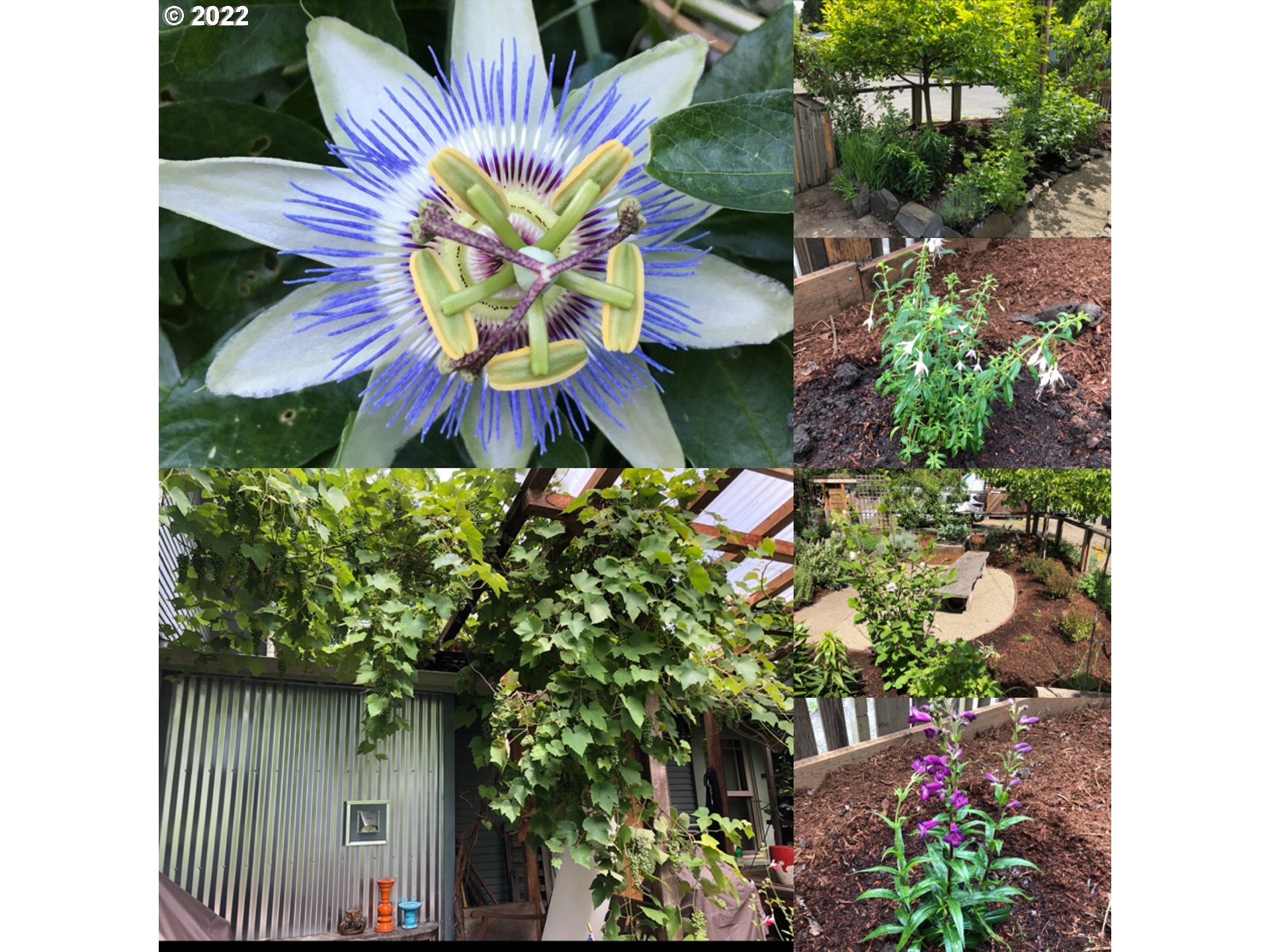 240 West F Street Springfield, OR 97477 - Photo 32 of 32 a view of a flower in a garden