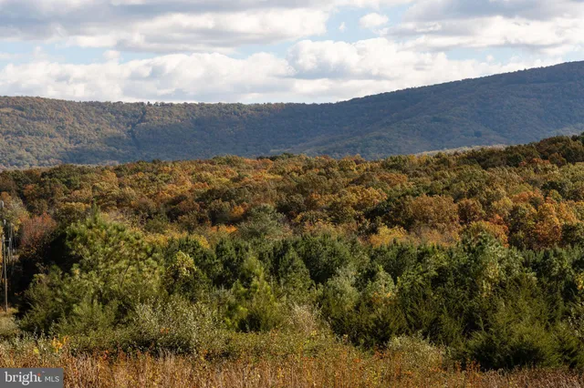 a view of large trees with a yard