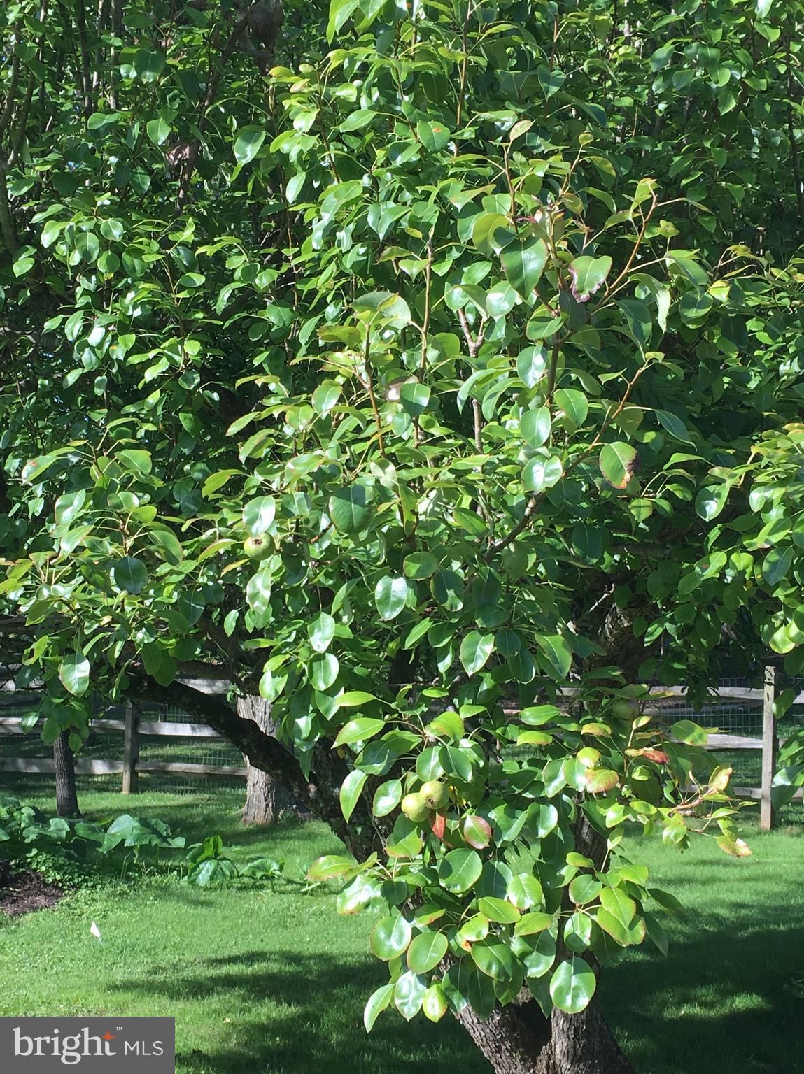 1041 Magazine Road Green Lane, PA 18054 - Photo 33 of 33 Fruit trees