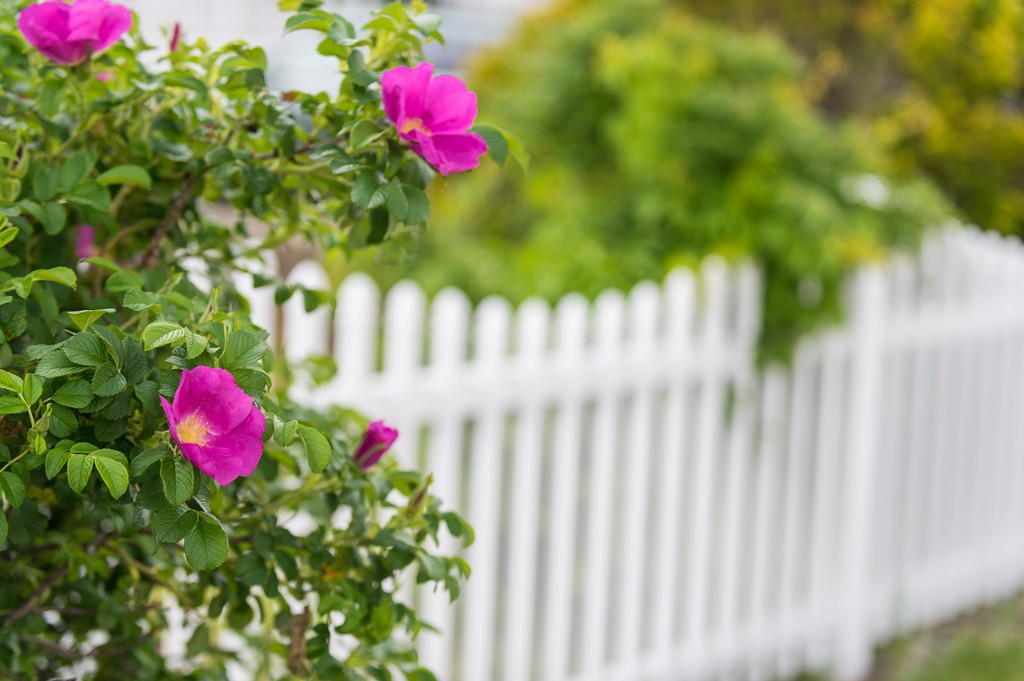 149 Jericho Road, Unit B Scituate, MA 02066 - Photo 22 of 22 a view of a flower