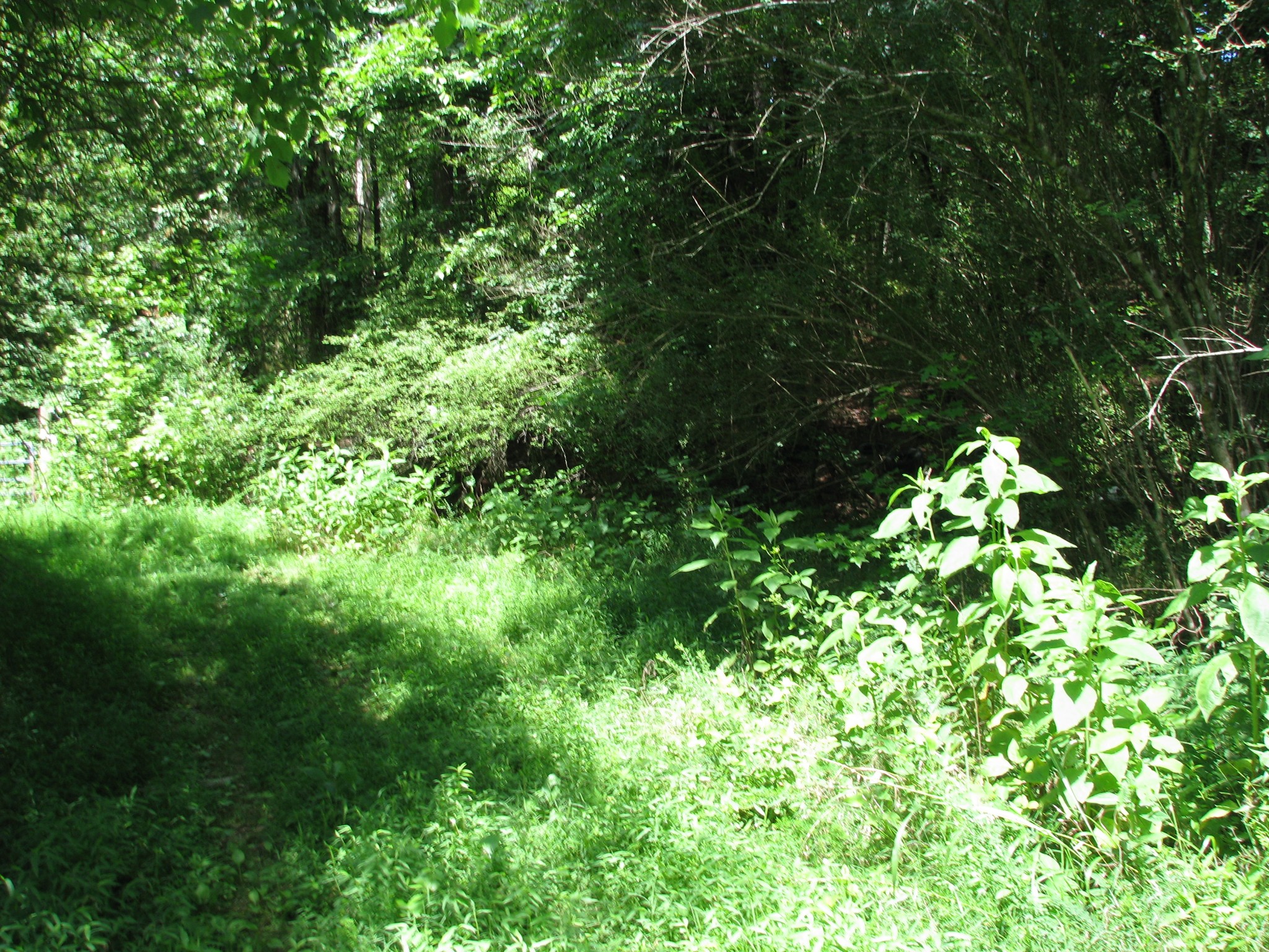 0 Matthews Hollow Road Waverly, TN 37185 - Photo 3 of 19