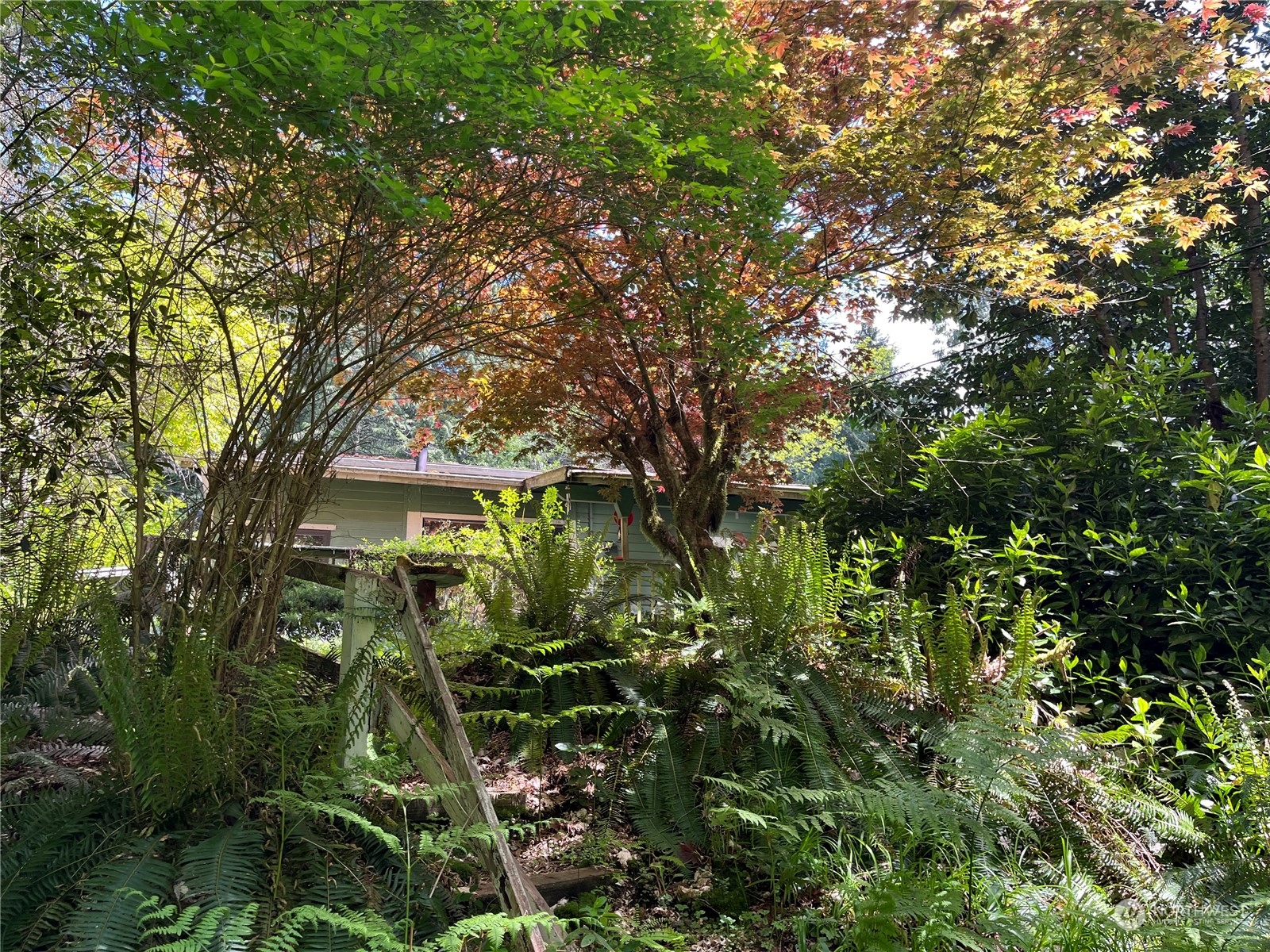 a backyard of a house with lots of plants and large trees