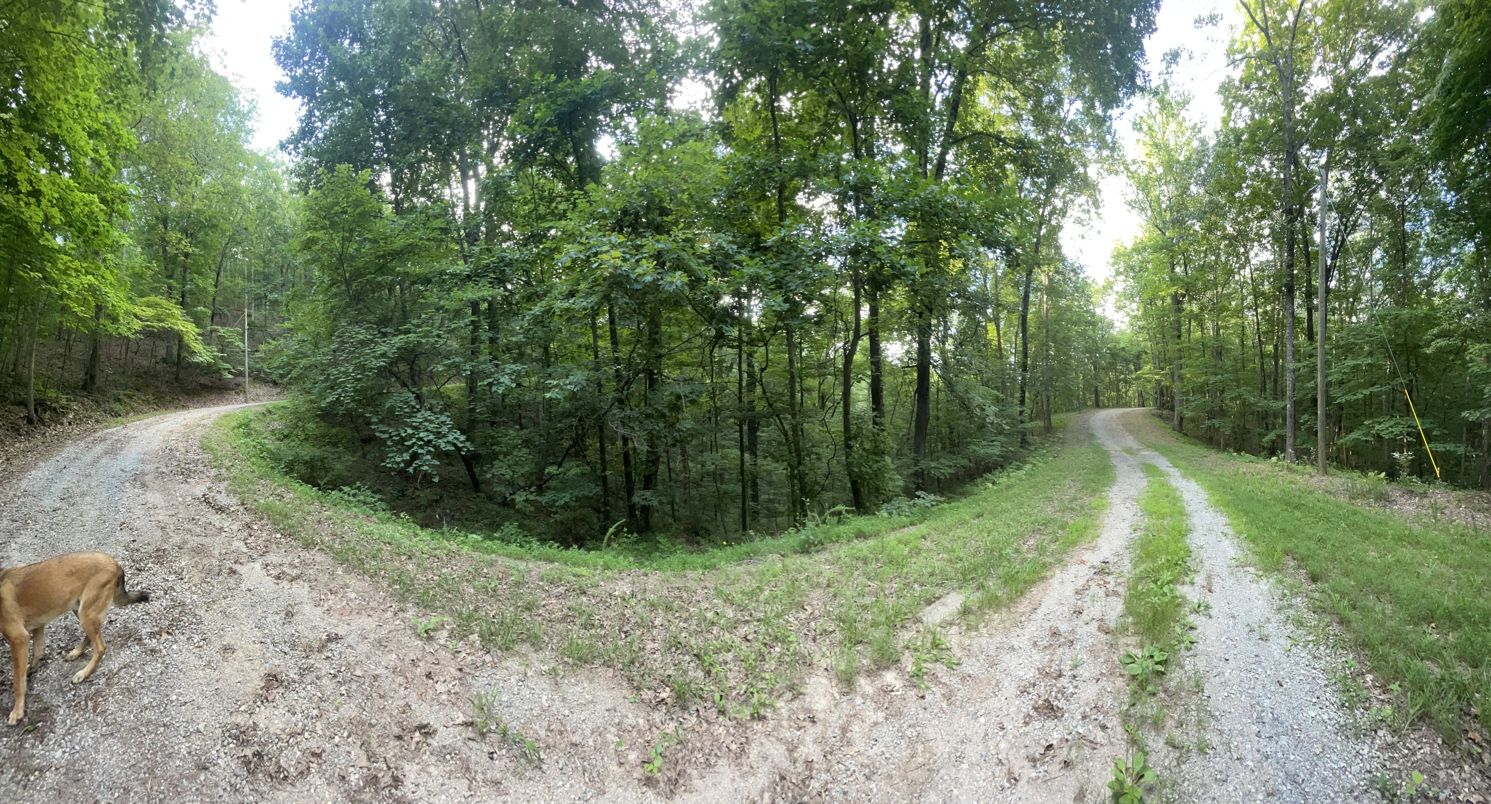 1218 Hilton Drive Ranger, GA 30734 - Photo 3 of 33 a view of a forest with trees