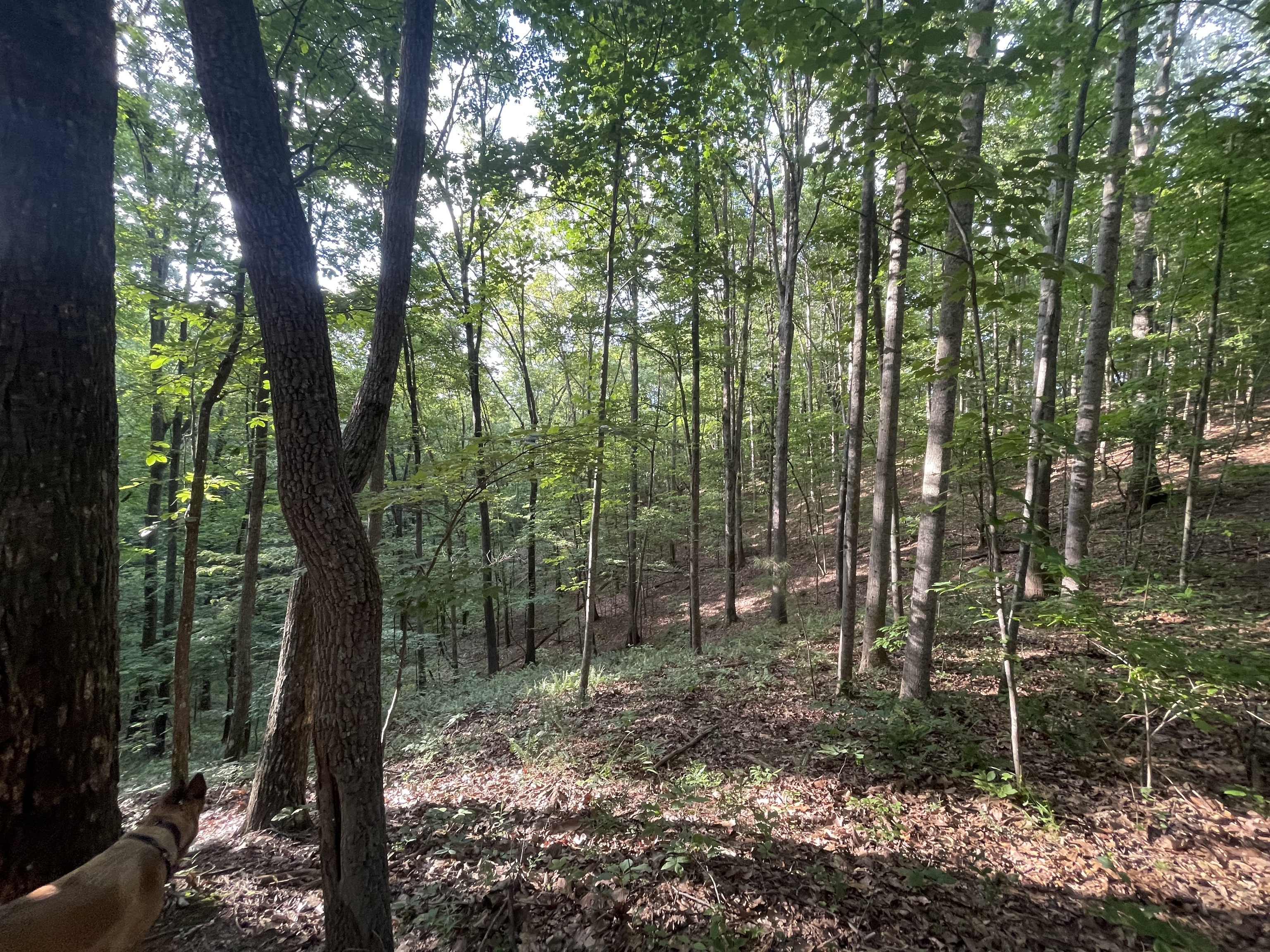 1218 Hilton Drive Ranger, GA 30734 - Photo 4 of 33 a view of forest