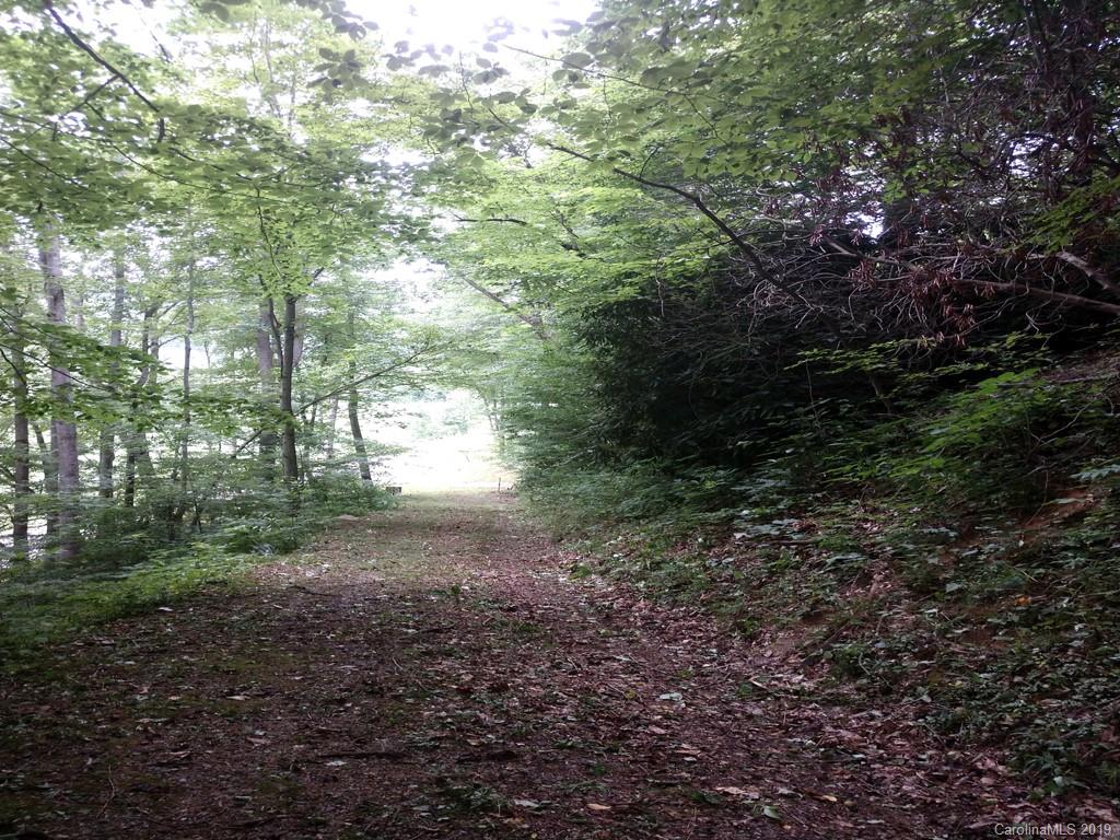 3 Sugar Cove Road Clyde, NC 28721 - Photo 2 of 11 a view of a yard with lots of trees