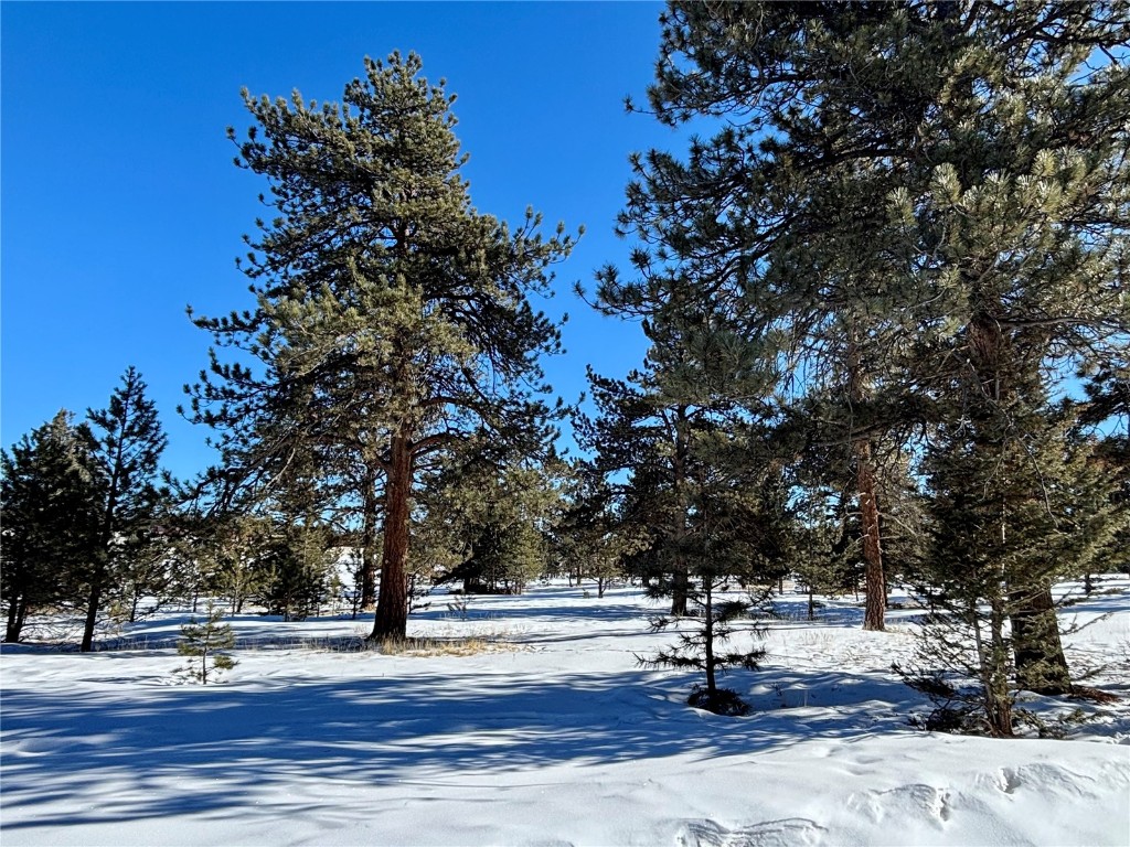 Tbd Singletree Road Hartsel, CO 80449 - Photo 14 of 35 a view of a yard with a tree