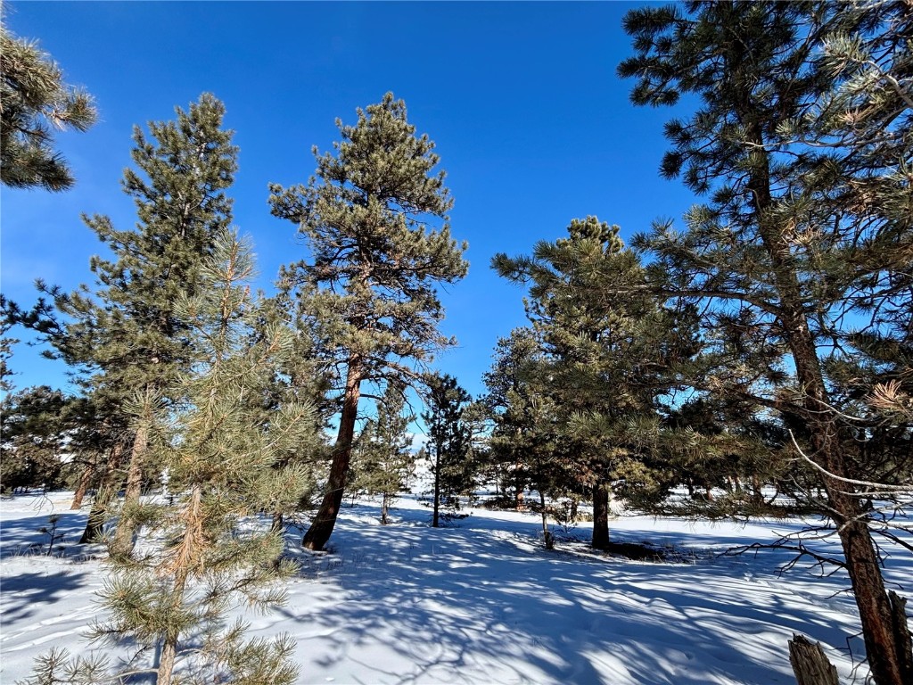 Tbd Singletree Road Hartsel, CO 80449 - Photo 29 of 35 a view of a tree