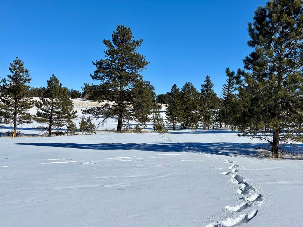 Tbd Singletree Road Hartsel, CO 80449 - Photo 3 of 35 a view of swimming pool and trees in the background