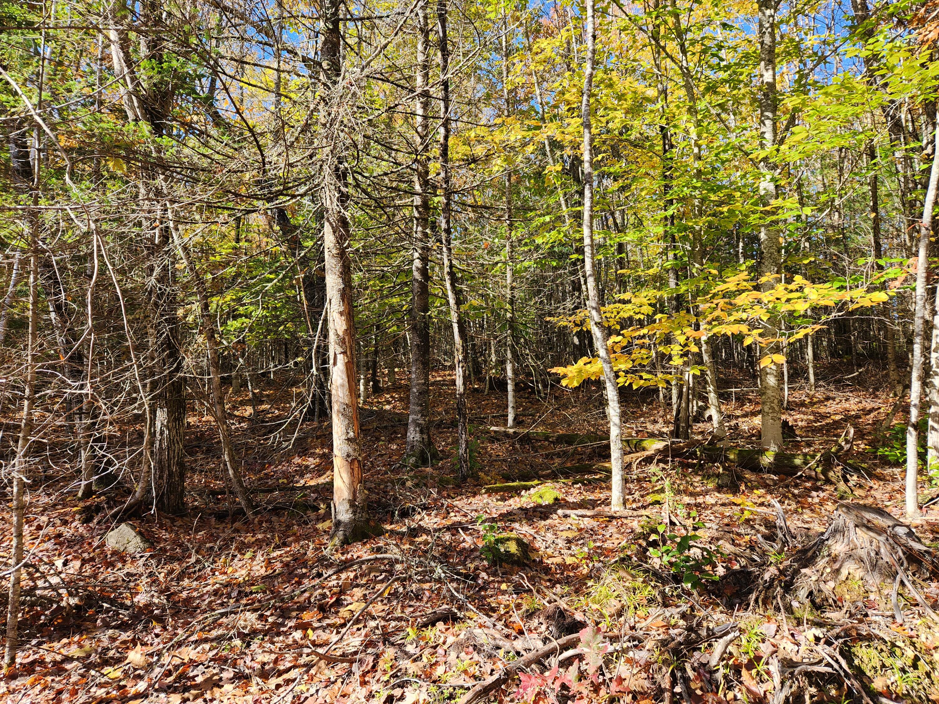 6 C Old Sumner Road Buckfield, ME 04220 - Photo 13 of 20 20221015_105419