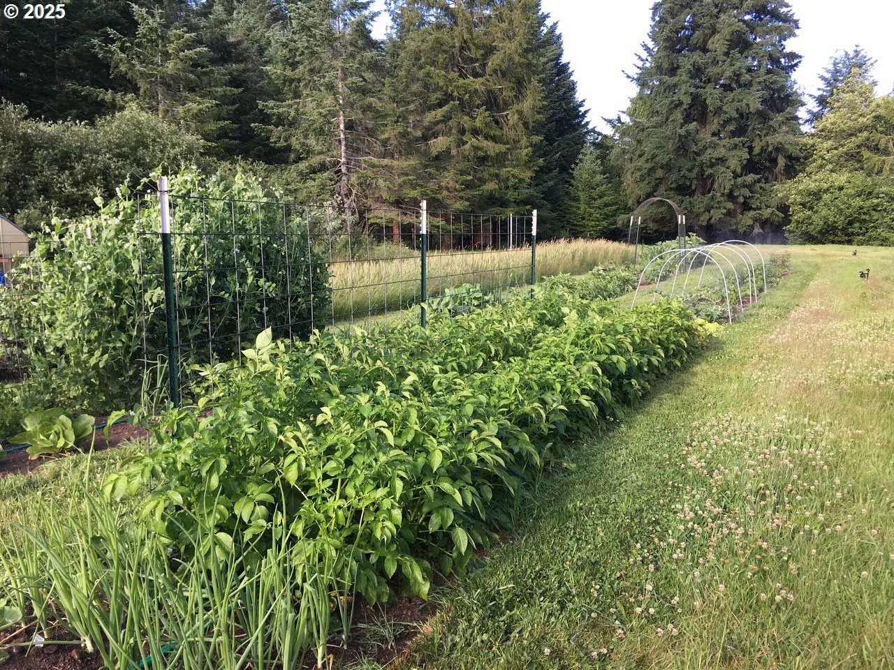 62941 Northwest Cochran Road Timber, OR 97144 - Photo 38 of 44 a view of a garden with pathway