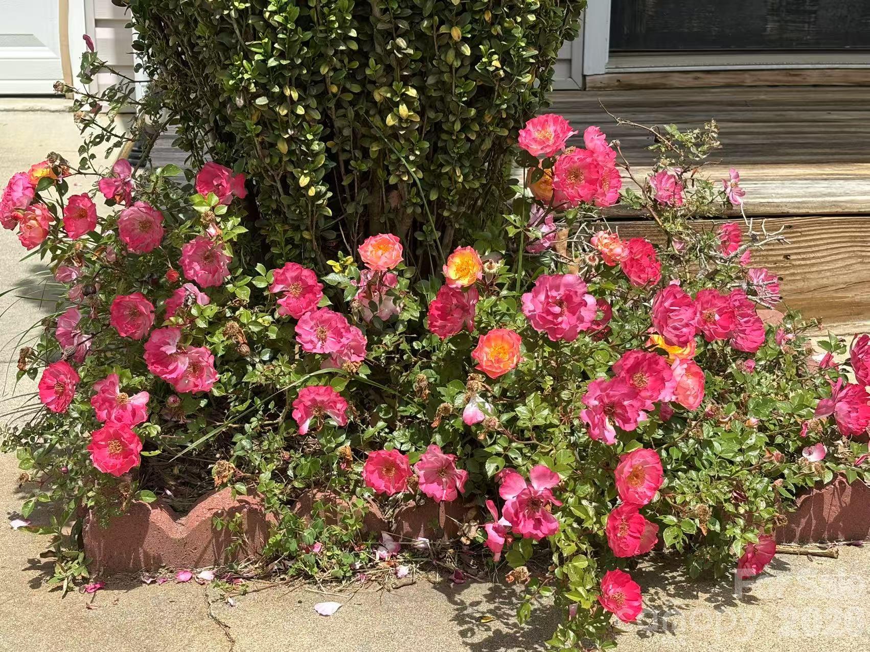 149 Alpine Ridge Drive Asheville, NC 28803 - Photo 3 of 15