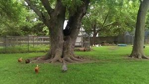401 South Malta Road Malta, IL 60150 - Photo 25 of 25 a view of a garden with a tree