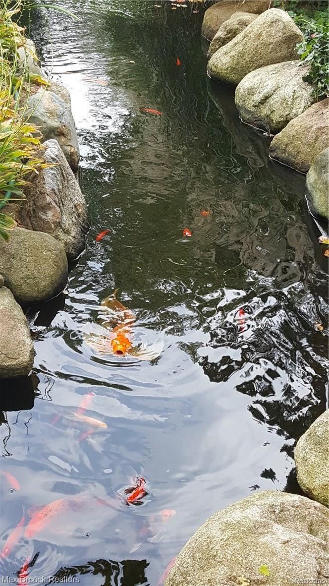 1879 Packer Road Bloomfield Hills, MI 48302 - Photo 23 of 30 Koi stremed pond packed with large fish.