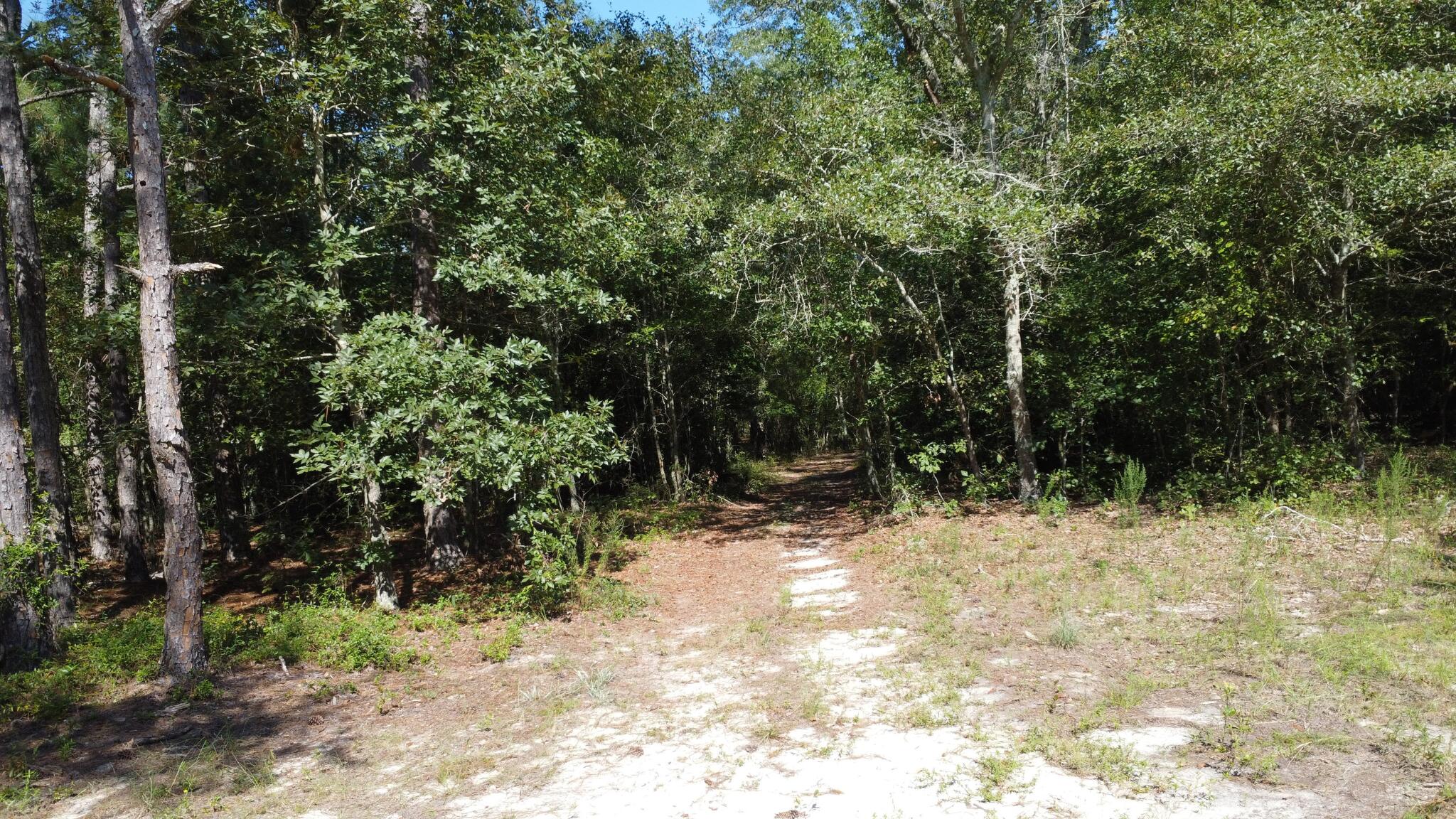 Tbd Bubba Gunter Road Wagener, SC 29164 - Photo 6 of 10
