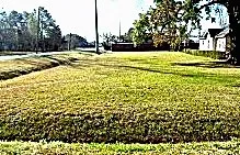 a view of a yard with an trees