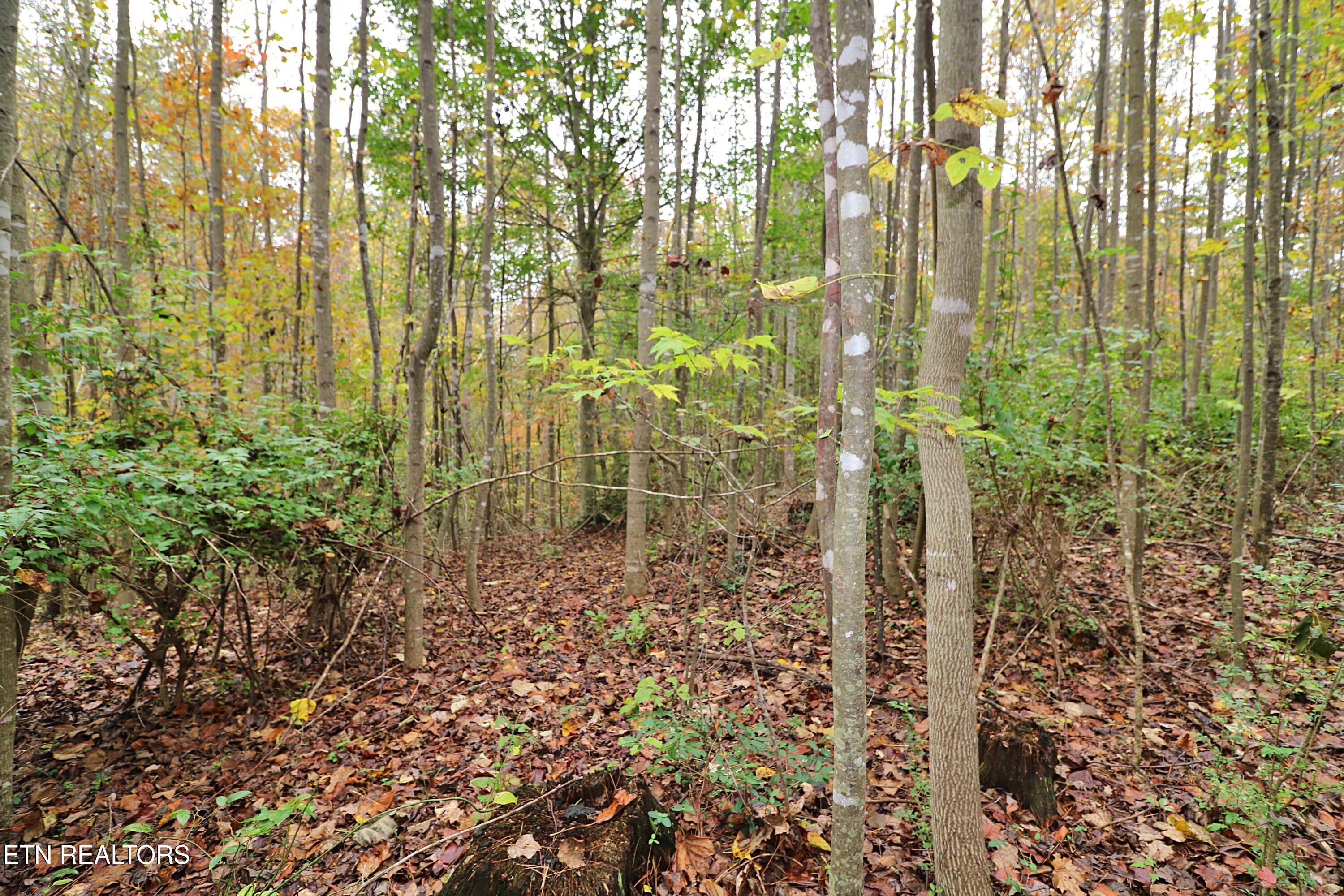 Hilltop Drive Oneida, TN 37841 - Photo 8 of 11 094A2641