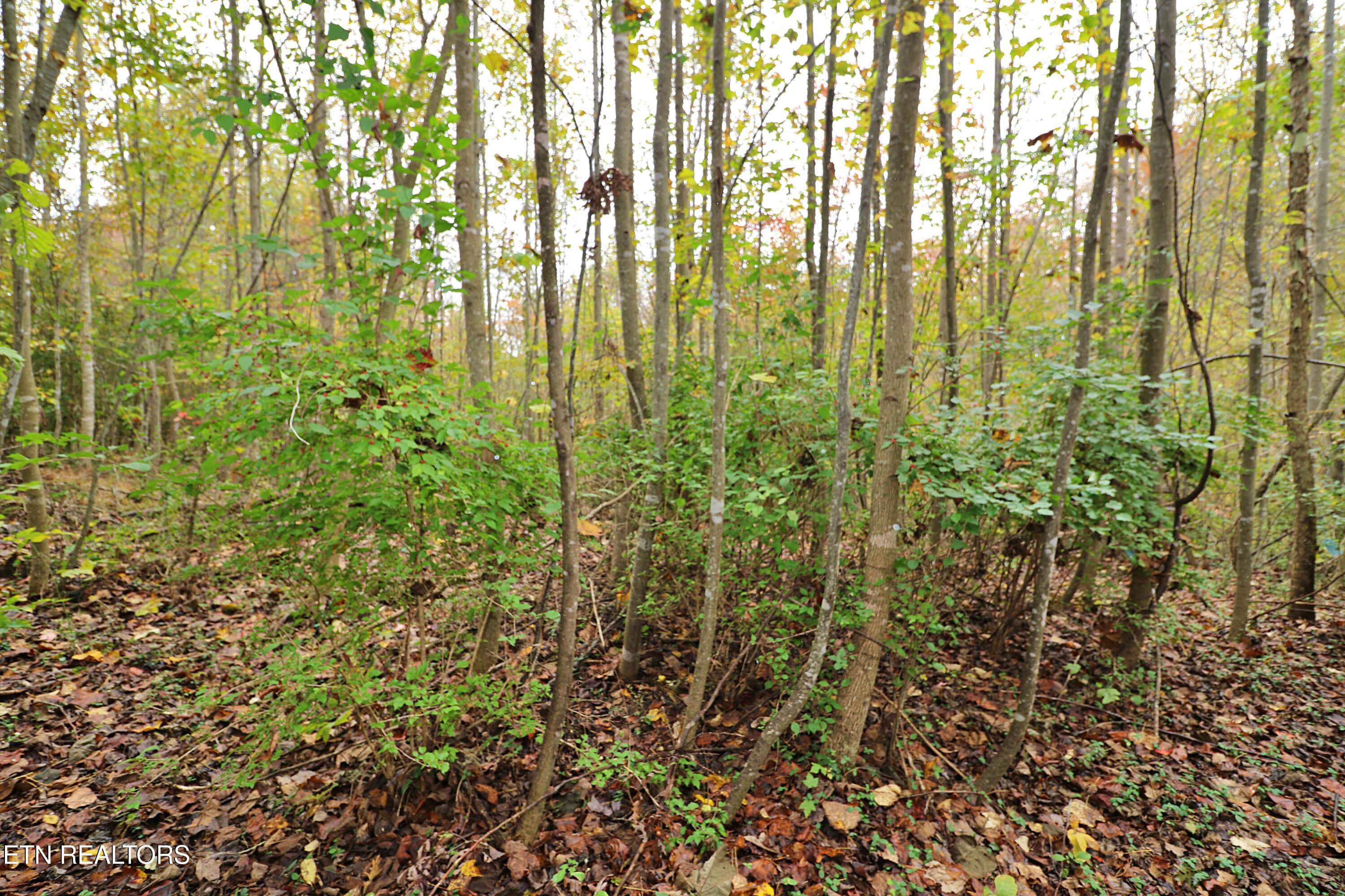 Hilltop Drive Oneida, TN 37841 - Photo 9 of 11 094A2639