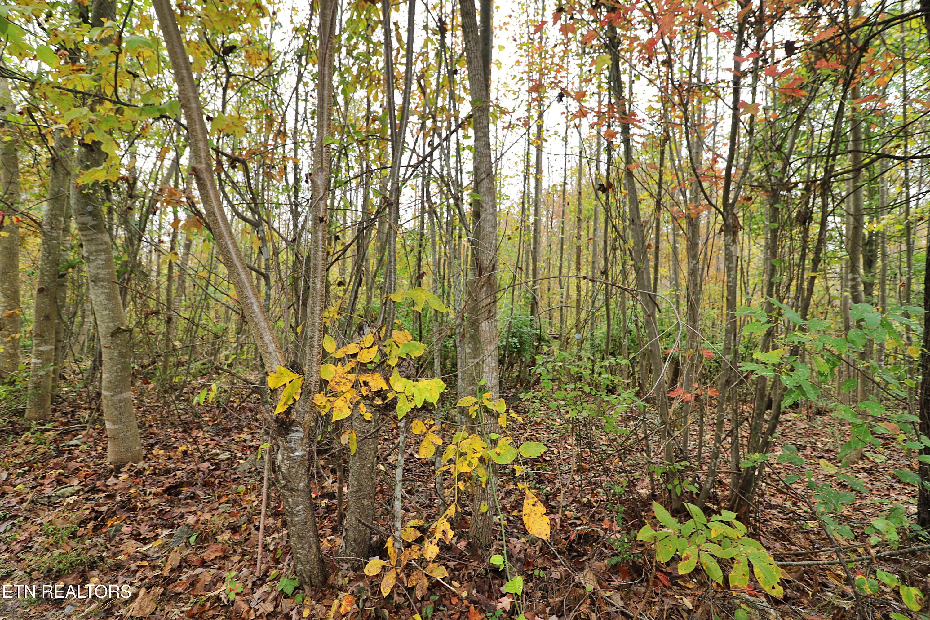 Hilltop Drive Oneida, TN 37841 - Photo 10 of 11 094A2638