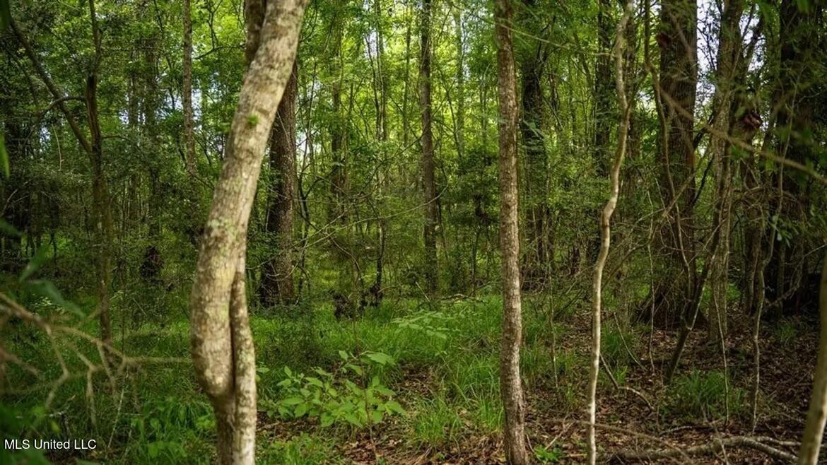 299 West Mt Pleasant Zachary Road Zachary, LA 70791 - Photo 21 of 33 1-5859662797