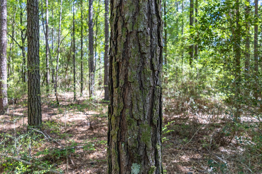 165-acres Harrison Road Kinston, AL 36453 - Photo 5 of 26