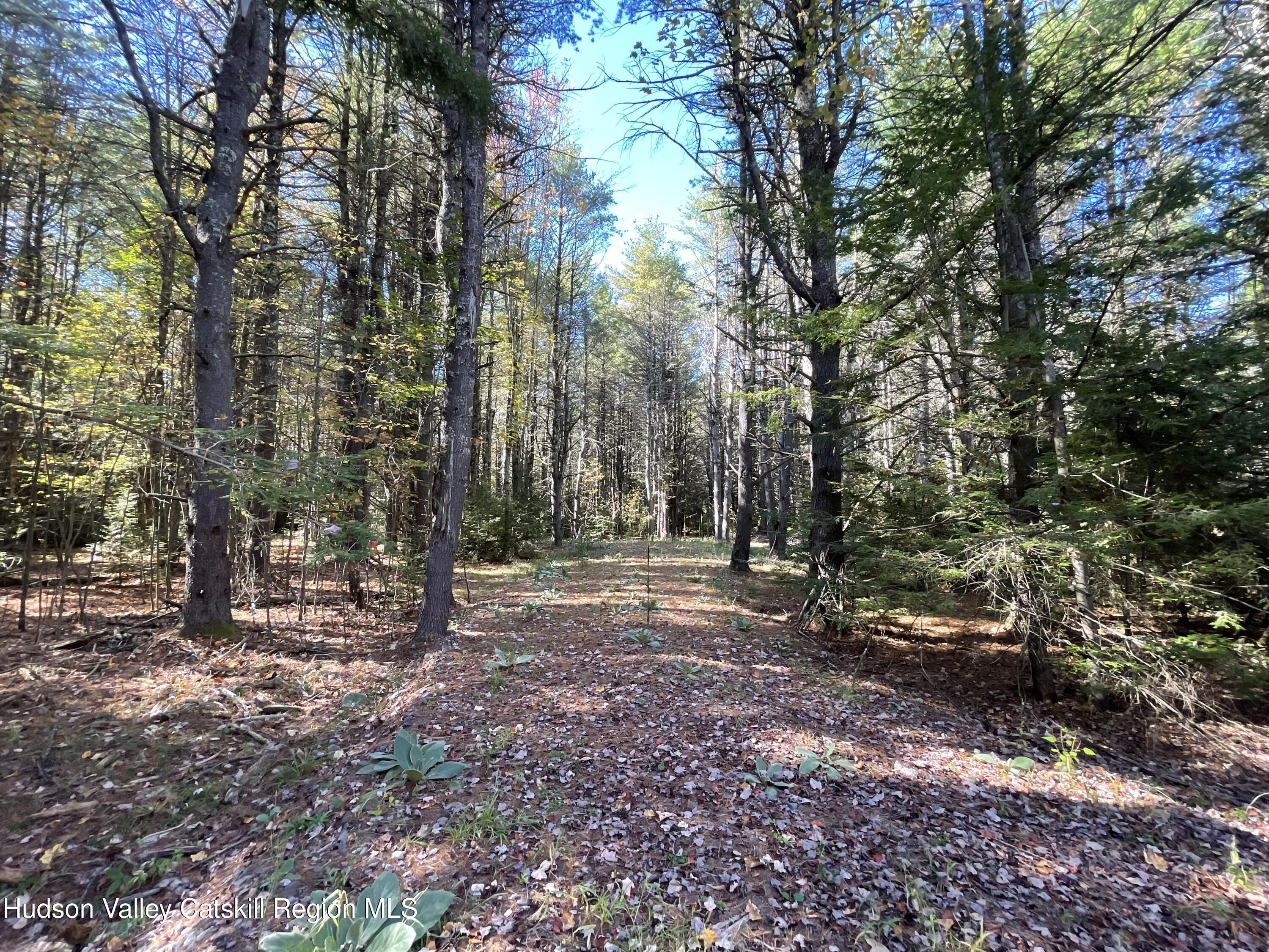 497 Campbell Road Ashland, NY 12496 - Photo 6 of 9 a view of outdoor space and trees