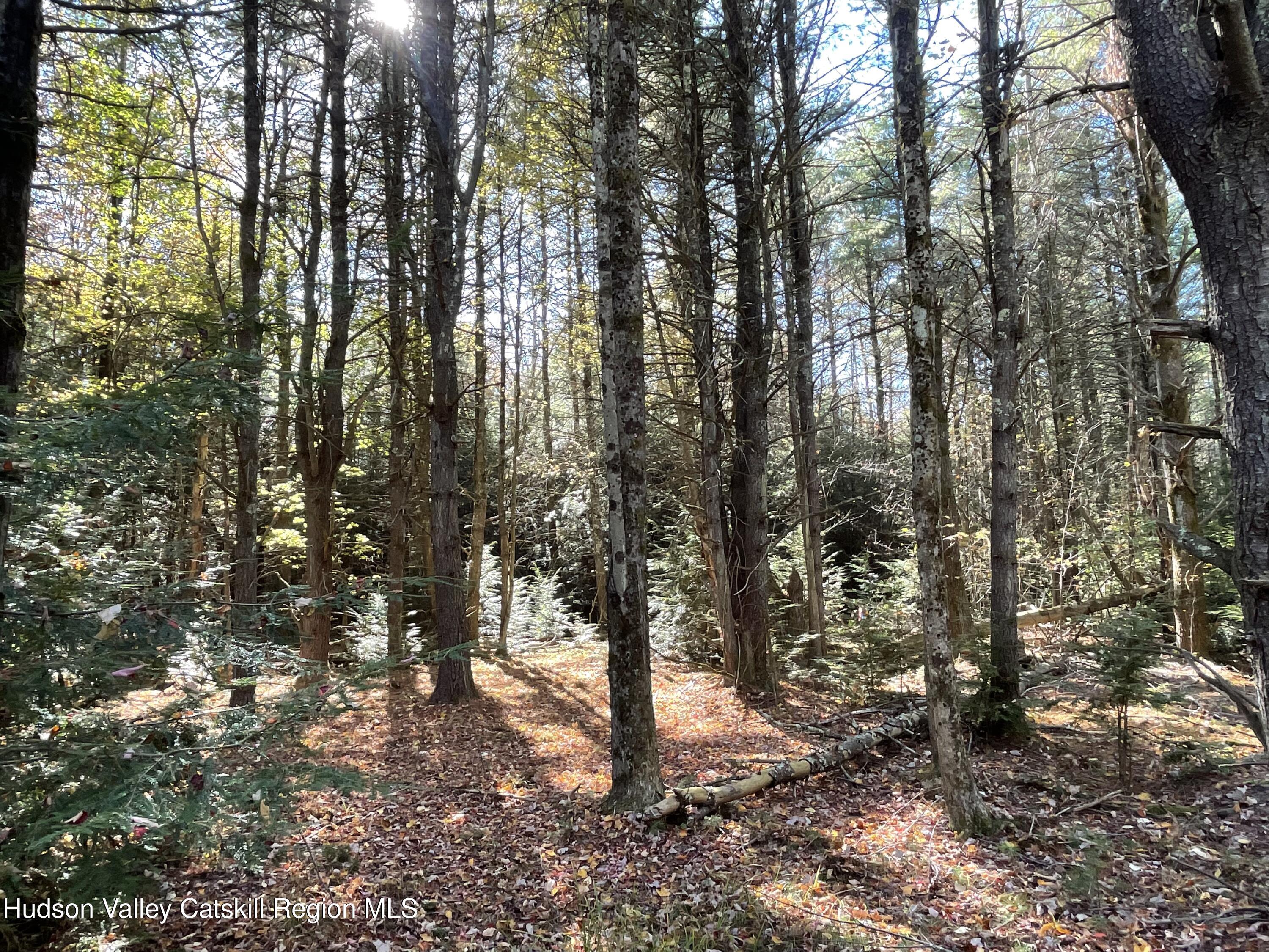 497 Campbell Road Ashland, NY 12496 - Photo 7 of 11 a view of forest