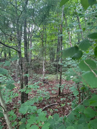 a view of a tree in a yard