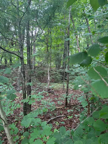 a view of a tree in a yard