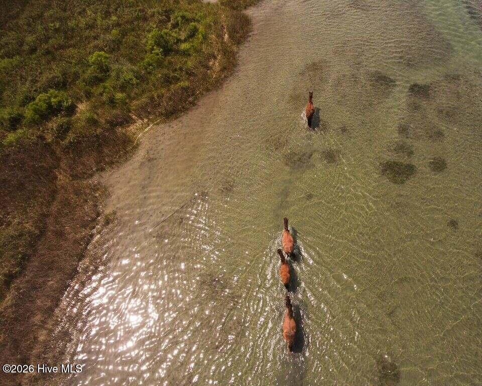 506 Island Road Harkers Island, NC 28531 - Photo 14 of 33 Shackleford Horses