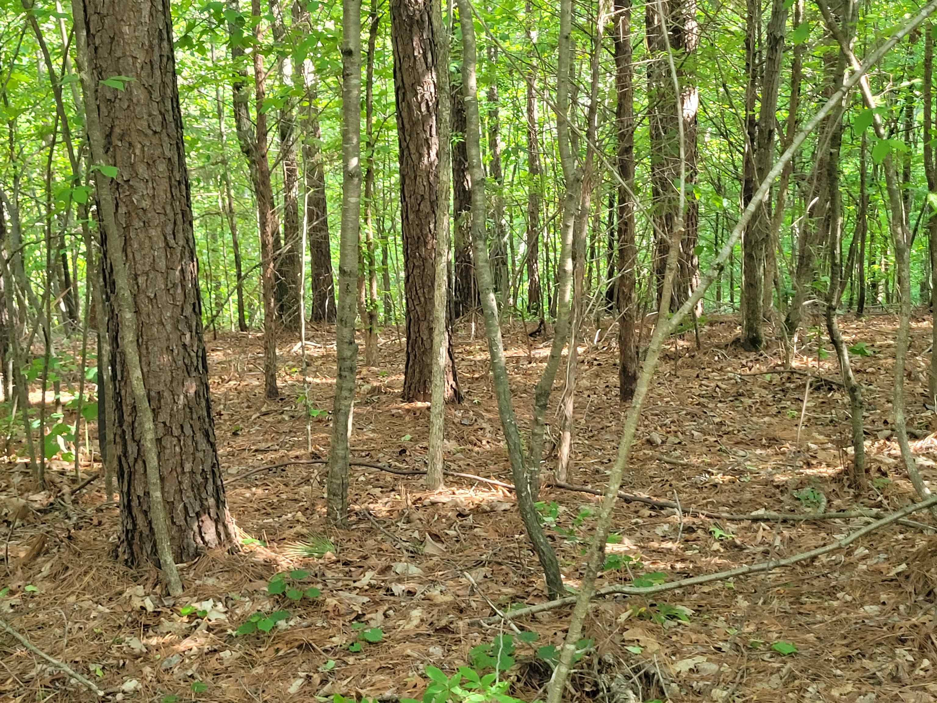 77 Carroll Hollow Road Waynesboro, TN 38485 - Photo 1 of 39 a view of yard with green space