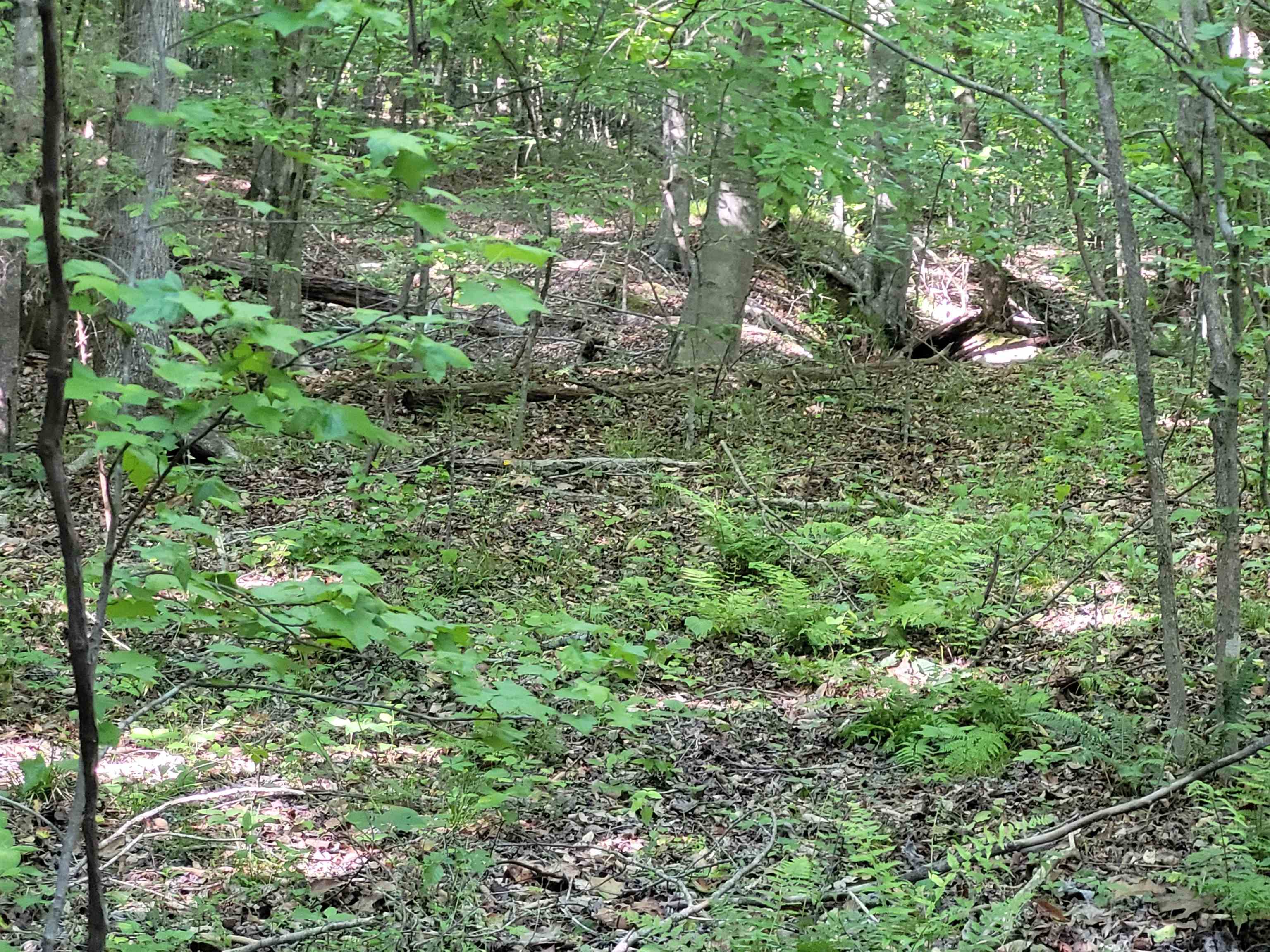 77 Carroll Hollow Road Waynesboro, TN 38485 - Photo 13 of 39 a view of a lush green forest