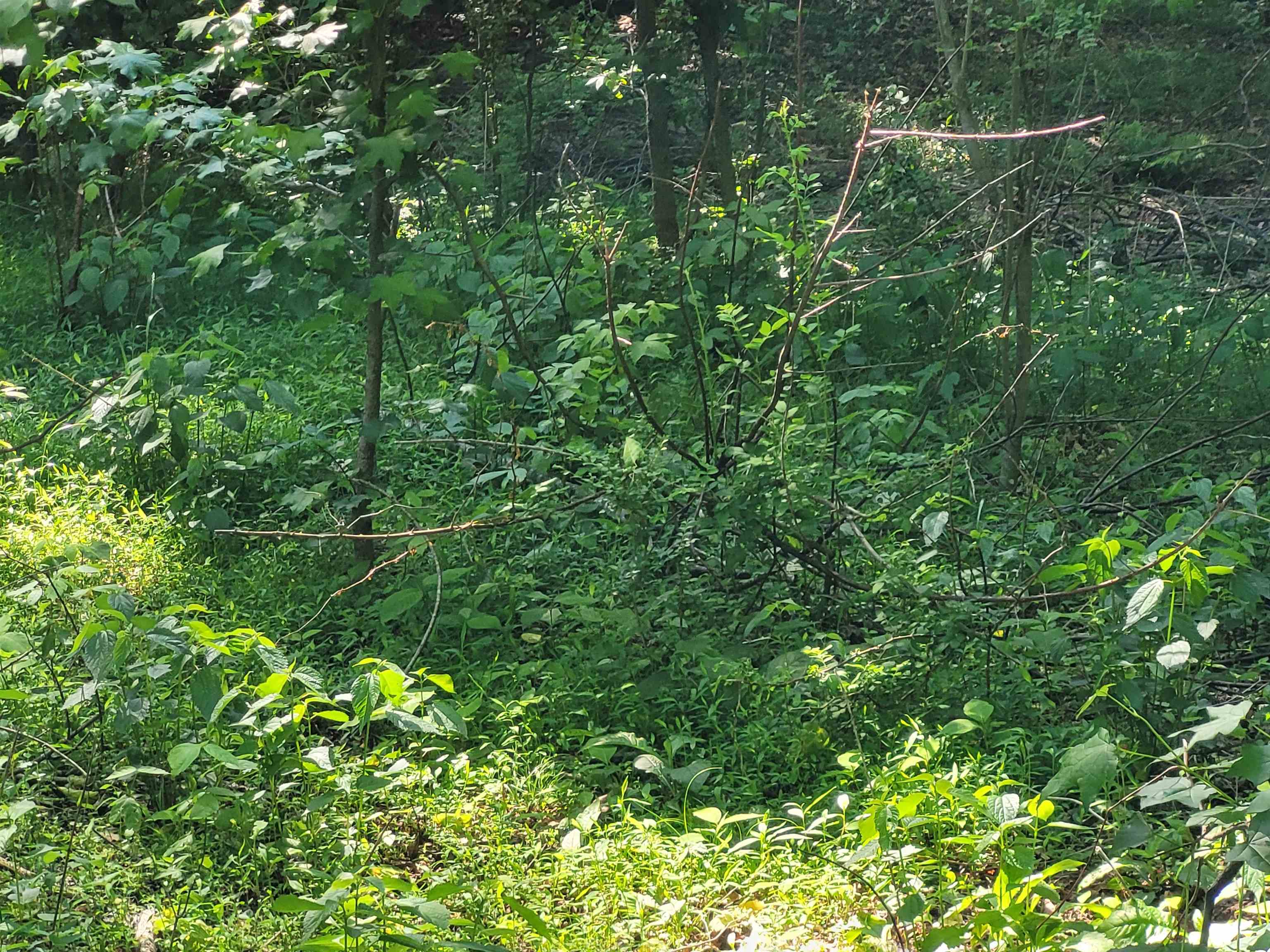 77 Carroll Hollow Road Waynesboro, TN 38485 - Photo 14 of 39 a view of a lush green forest