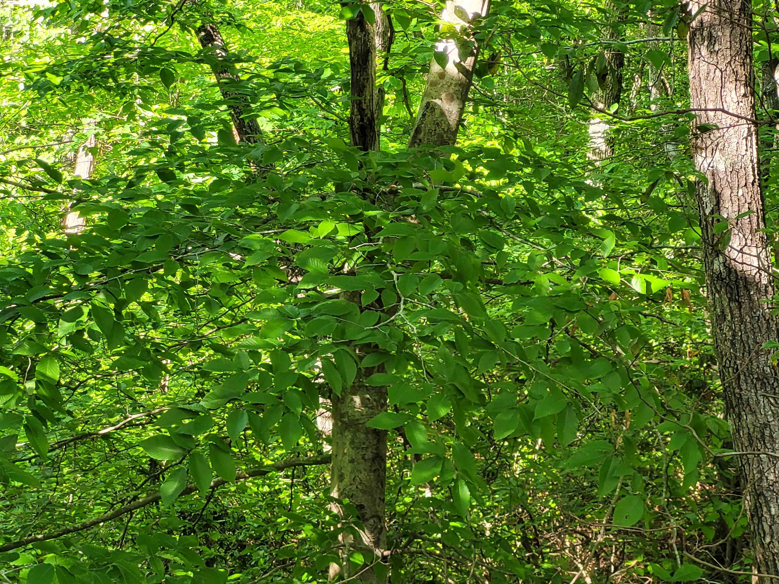 77 Carroll Hollow Road Waynesboro, TN 38485 - Photo 15 of 39 a view of a lush green plant