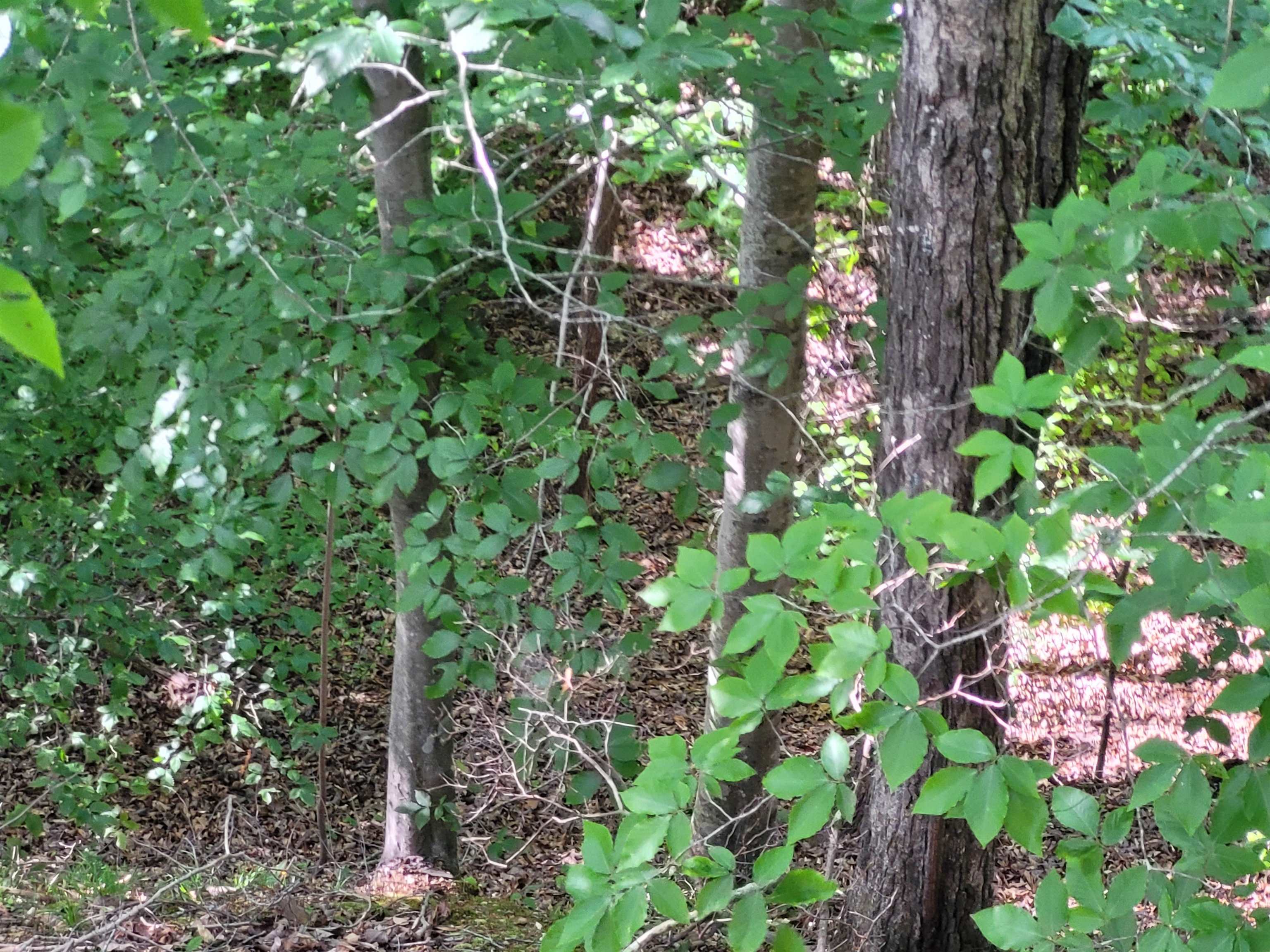 77 Carroll Hollow Road Waynesboro, TN 38485 - Photo 16 of 39 a backyard of a house