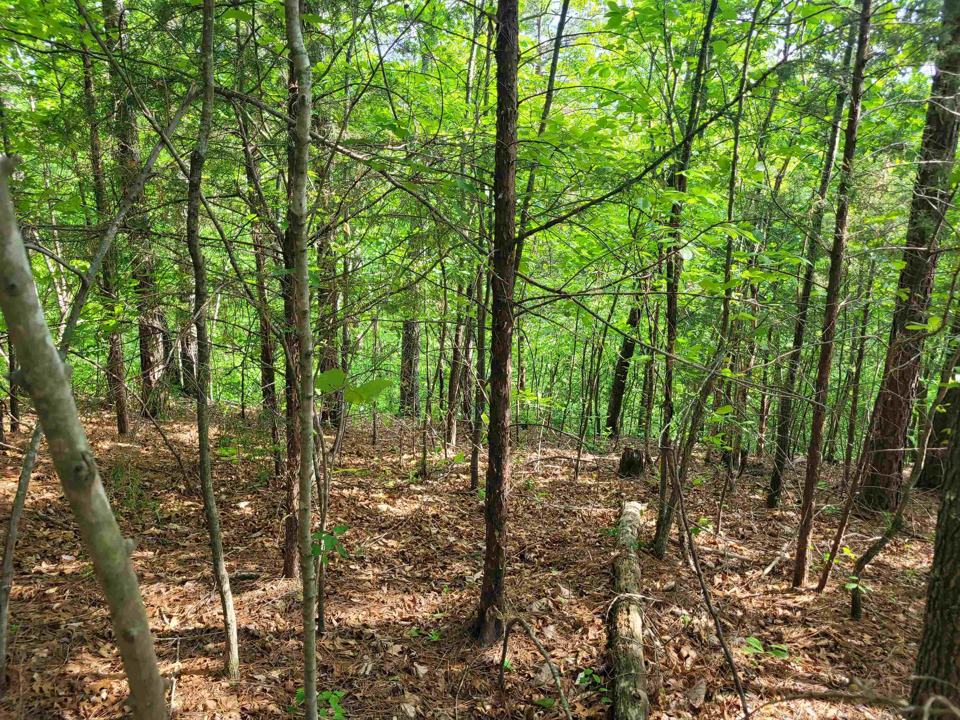77 Carroll Hollow Road Waynesboro, TN 38485 - Photo 18 of 39 a view of outdoor space and trees