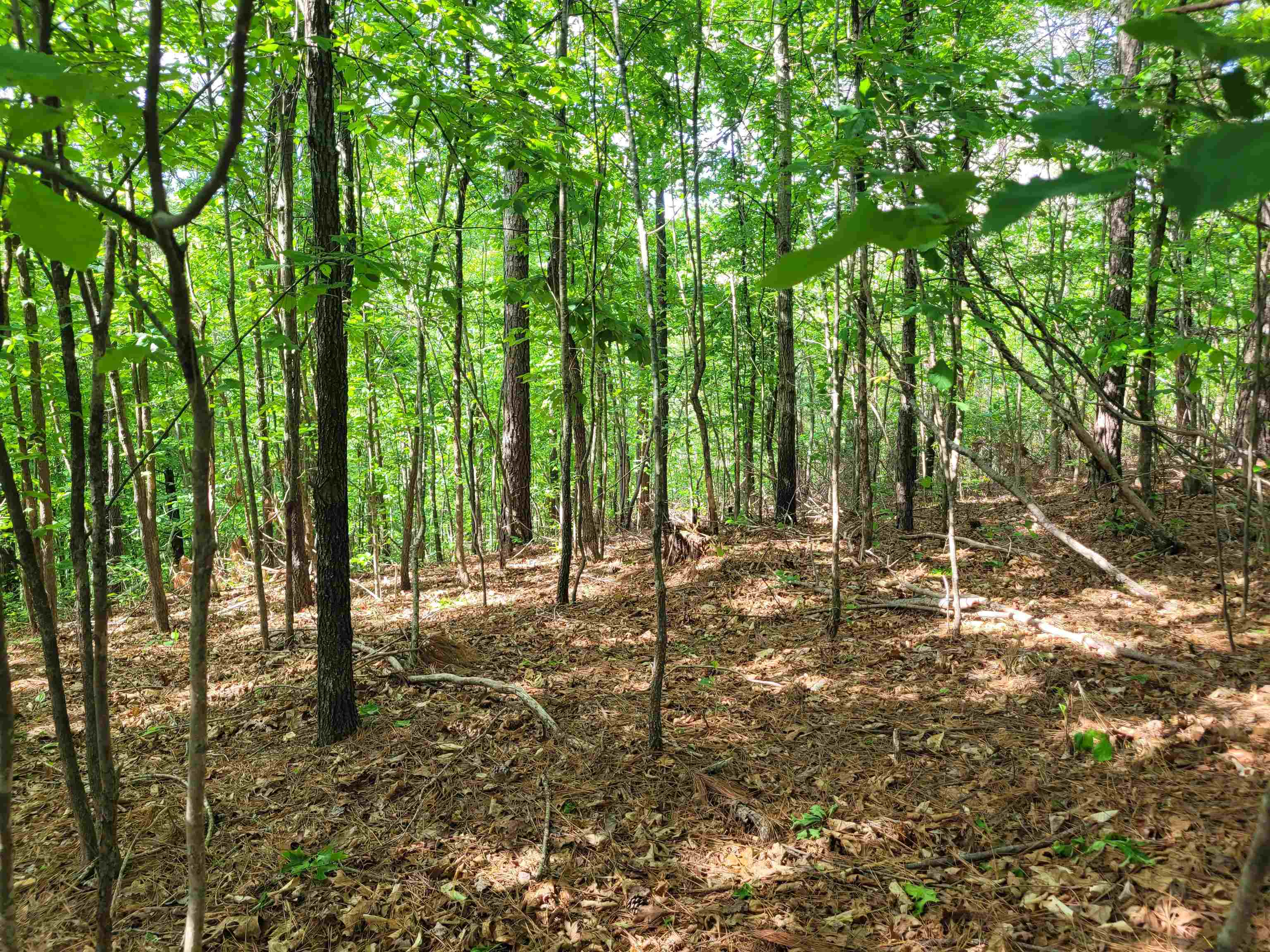 77 Carroll Hollow Road Waynesboro, TN 38485 - Photo 19 of 39 a view of a forest with trees in the background
