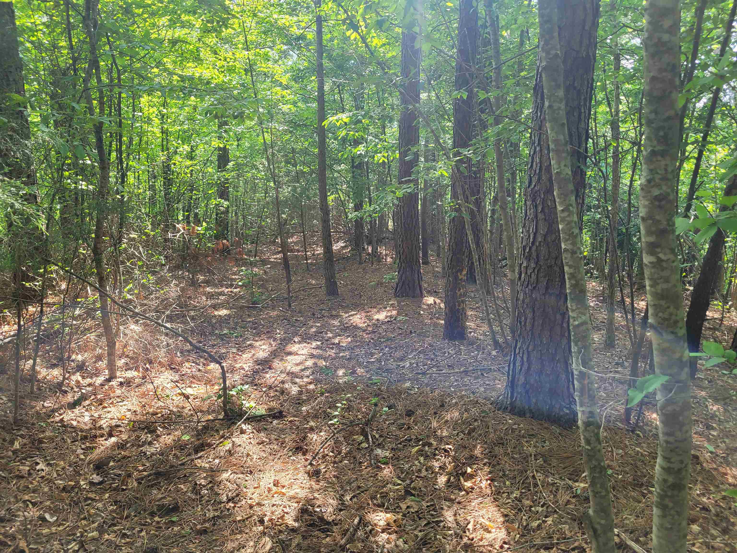 77 Carroll Hollow Road Waynesboro, TN 38485 - Photo 20 of 39 a view of a forest with trees