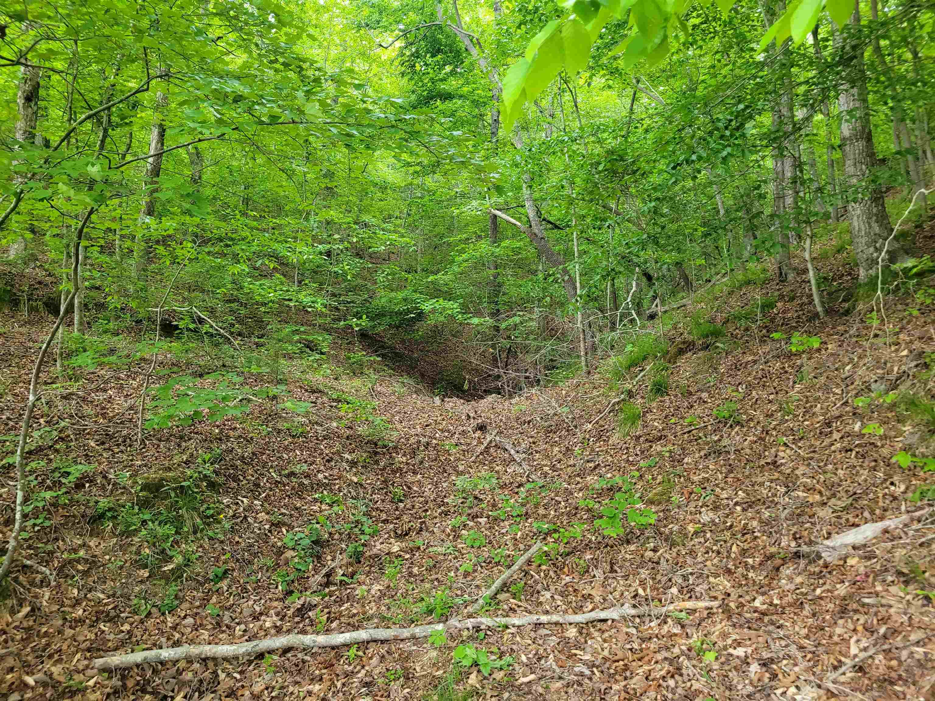 77 Carroll Hollow Road Waynesboro, TN 38485 - Photo 2 of 39 a view of a forest with a tree