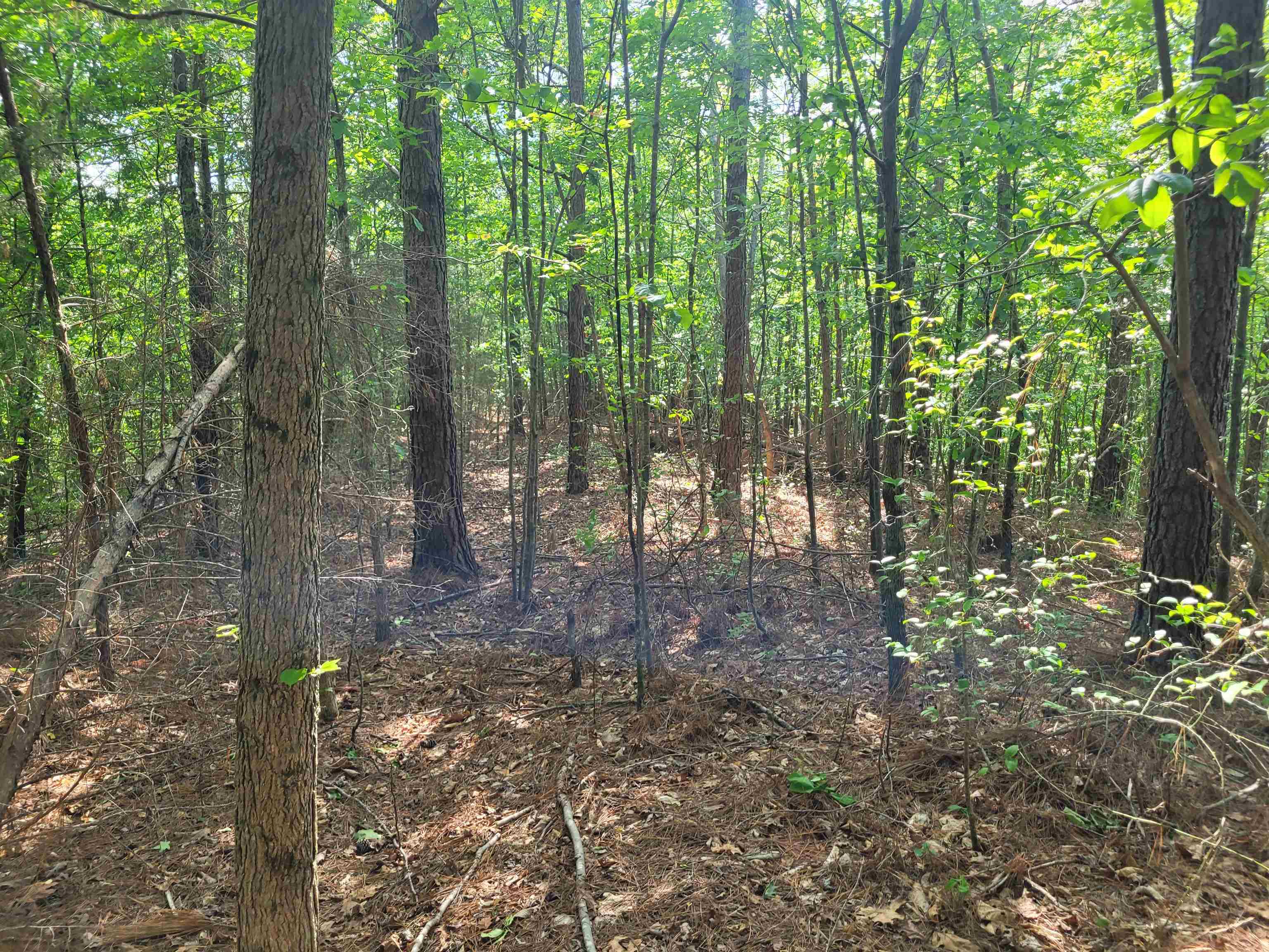 77 Carroll Hollow Road Waynesboro, TN 38485 - Photo 22 of 39 a view of forest