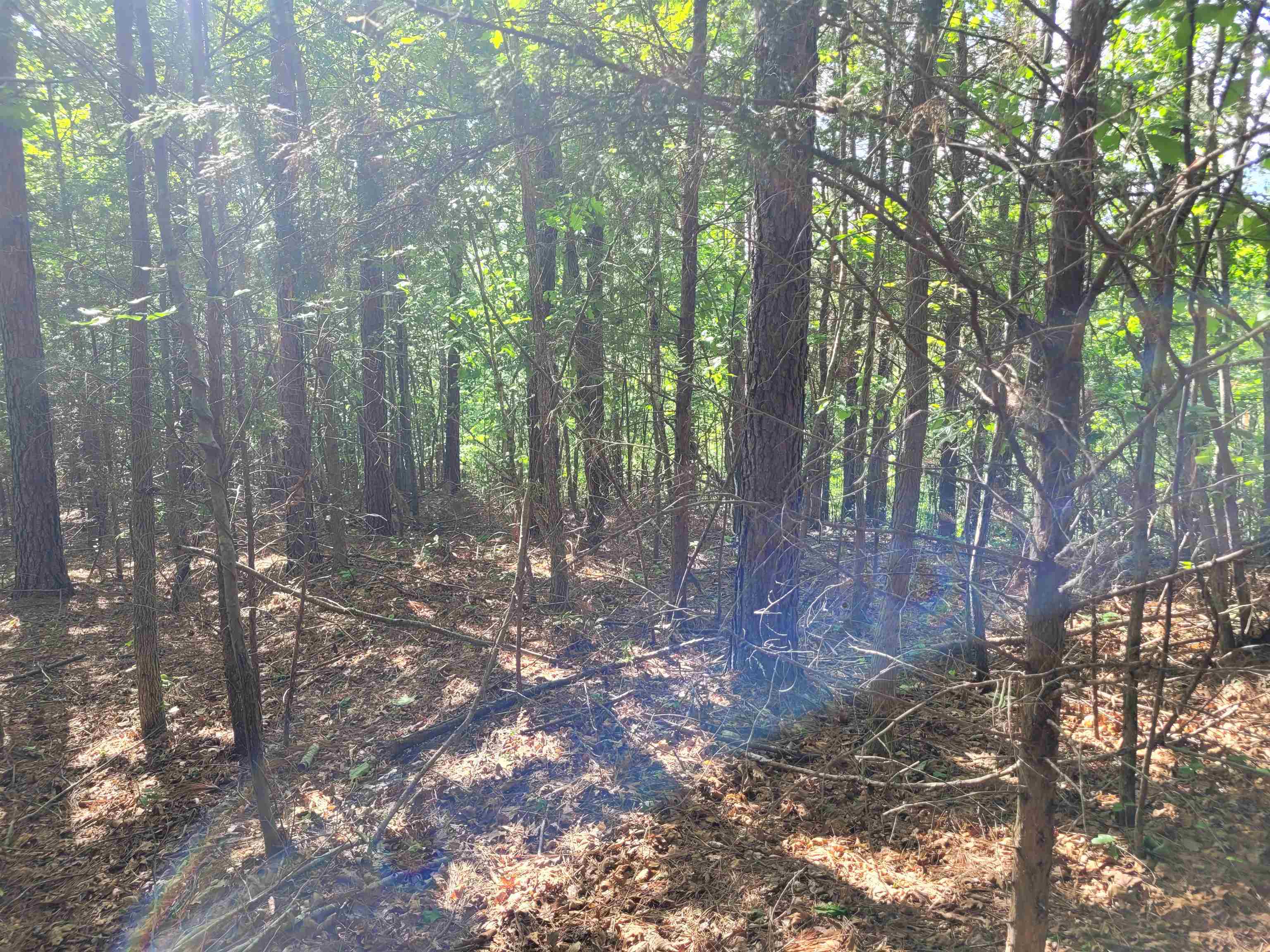 77 Carroll Hollow Road Waynesboro, TN 38485 - Photo 23 of 39 a view of forest
