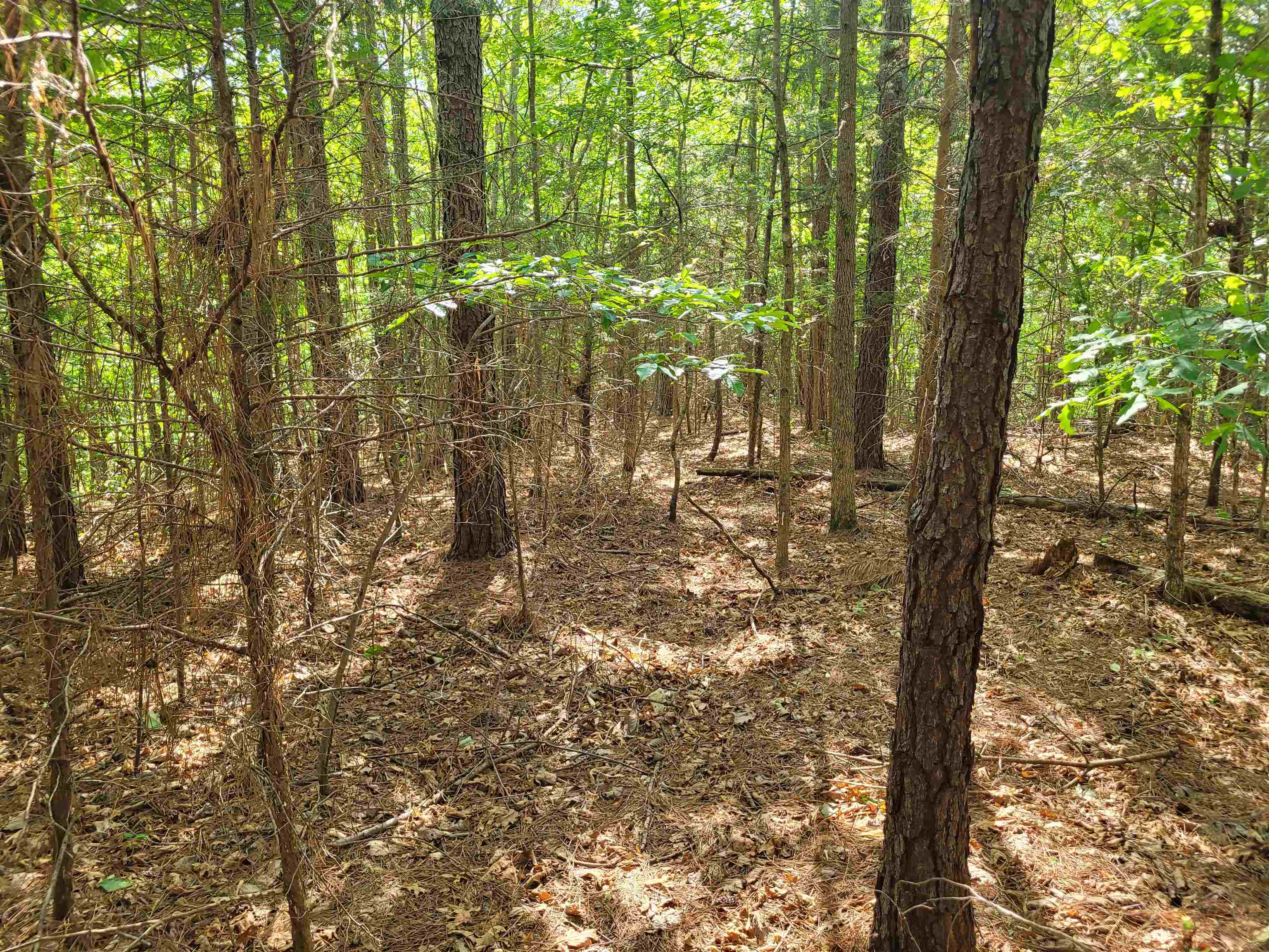 77 Carroll Hollow Road Waynesboro, TN 38485 - Photo 24 of 39 a view of outdoor space