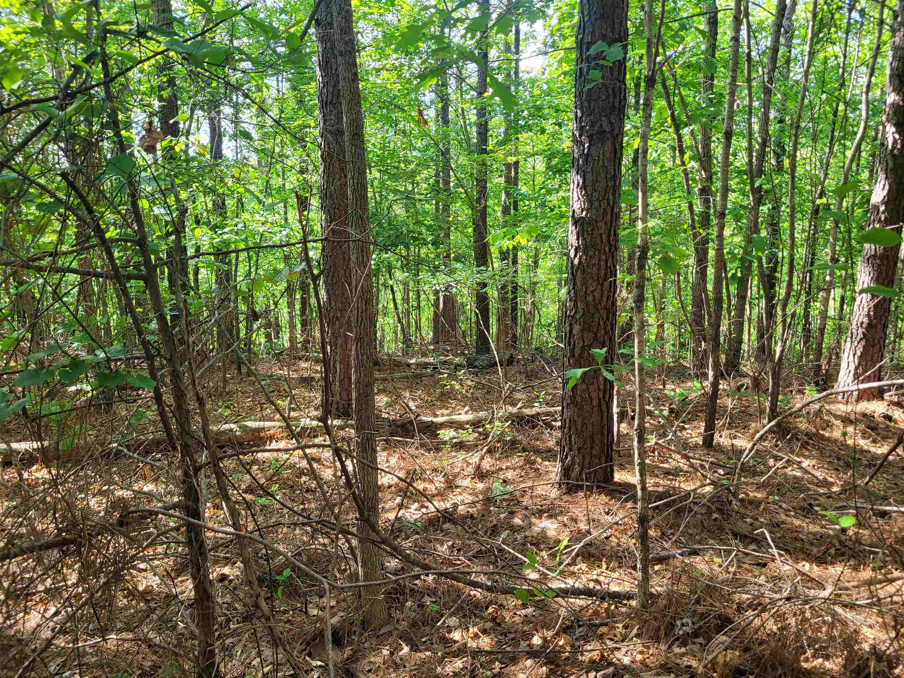 77 Carroll Hollow Road Waynesboro, TN 38485 - Photo 25 of 39 a backyard of a house with lots of green space and garden view
