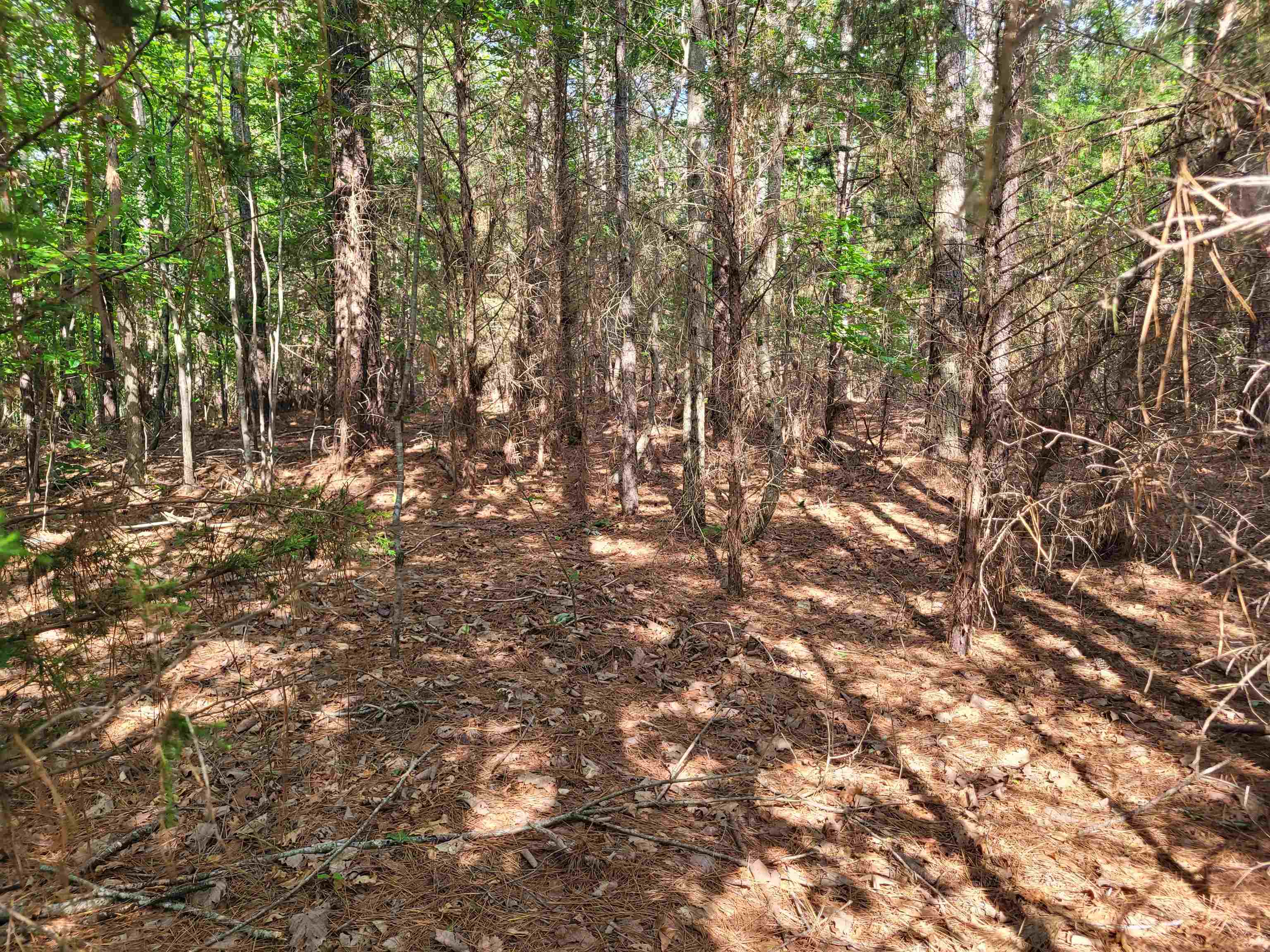 77 Carroll Hollow Road Waynesboro, TN 38485 - Photo 26 of 39 a view of tree