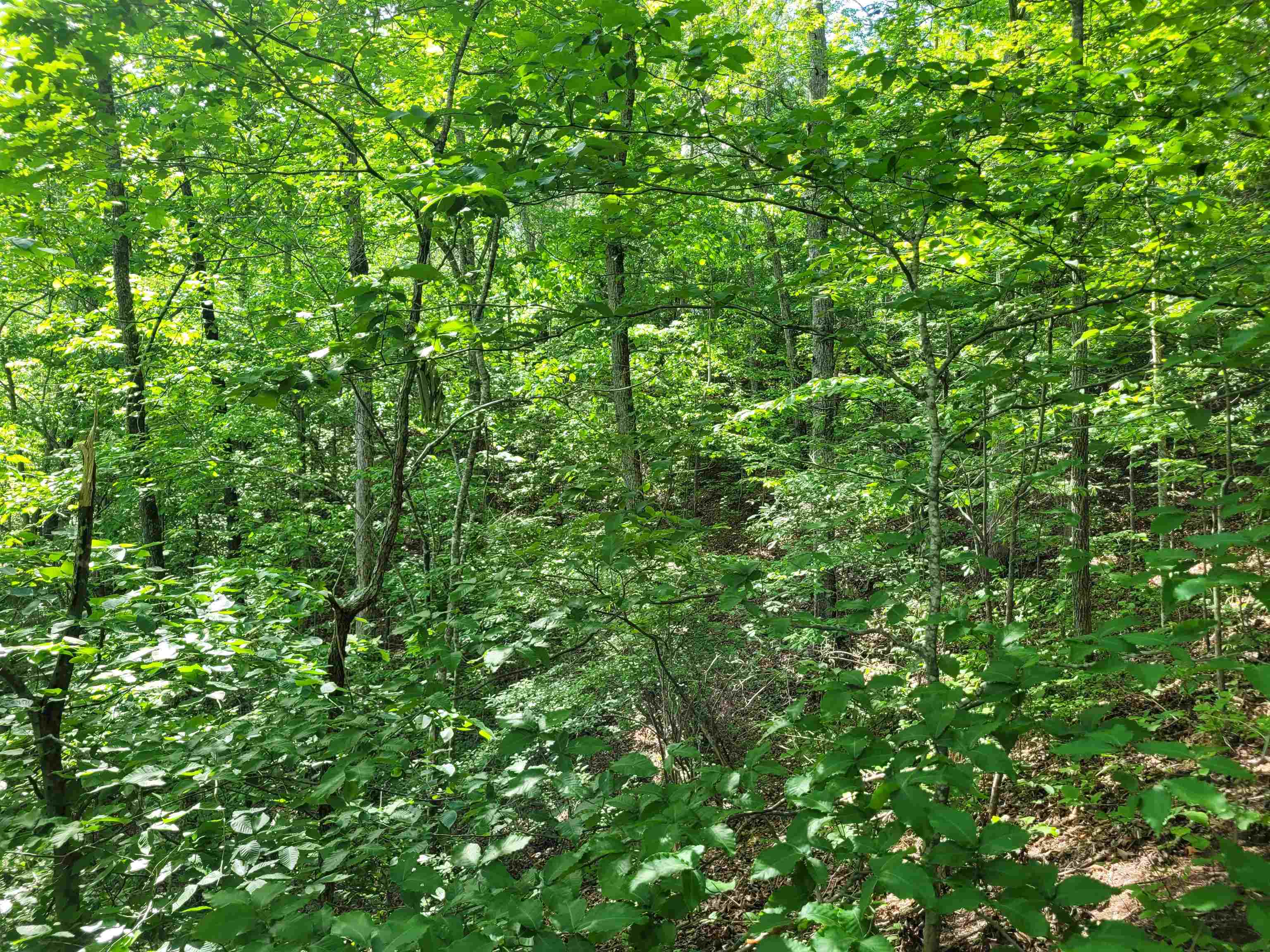 77 Carroll Hollow Road Waynesboro, TN 38485 - Photo 27 of 39 a view of a lush green forest