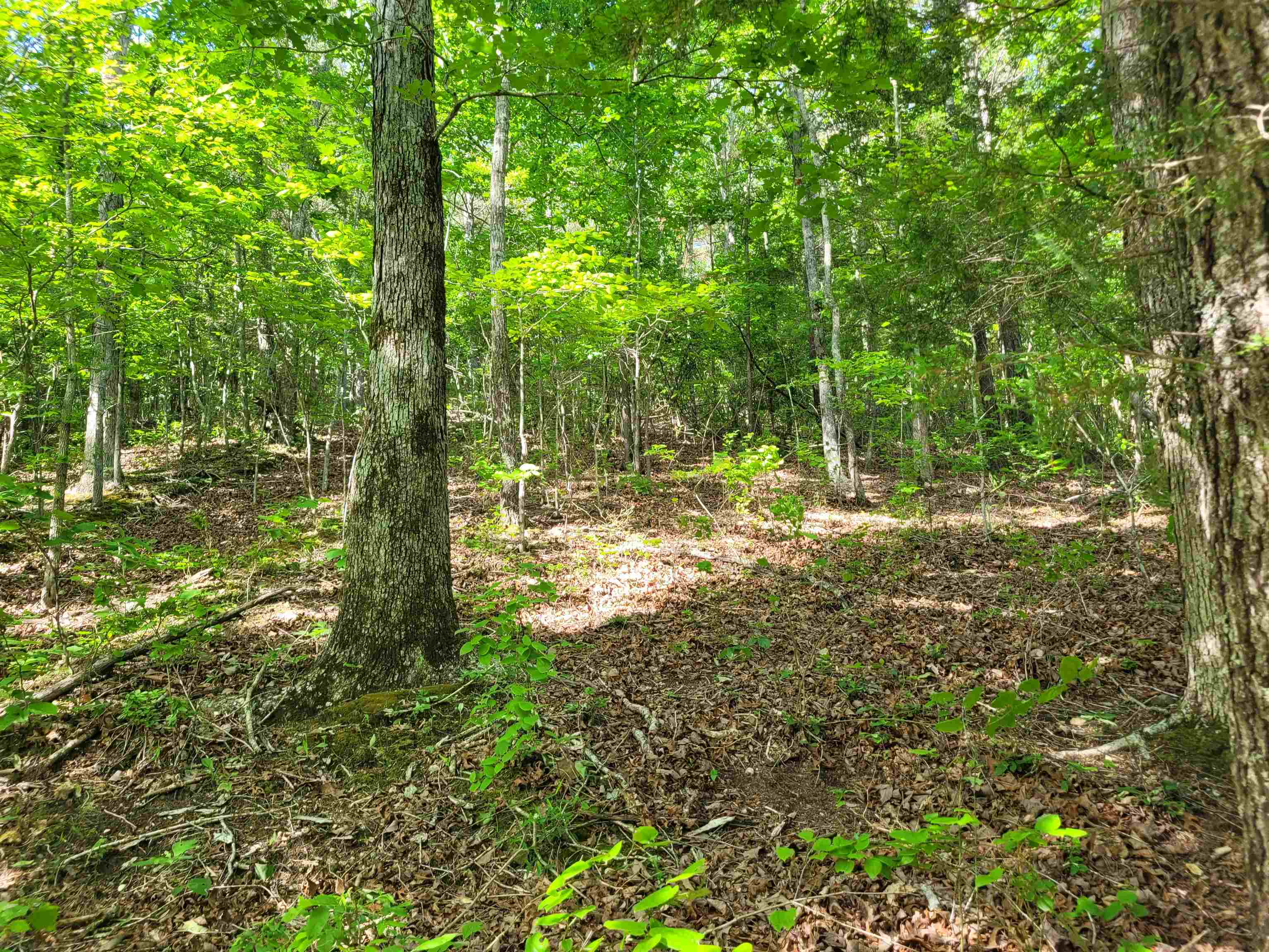 77 Carroll Hollow Road Waynesboro, TN 38485 - Photo 28 of 39 a view of outdoor space and trees