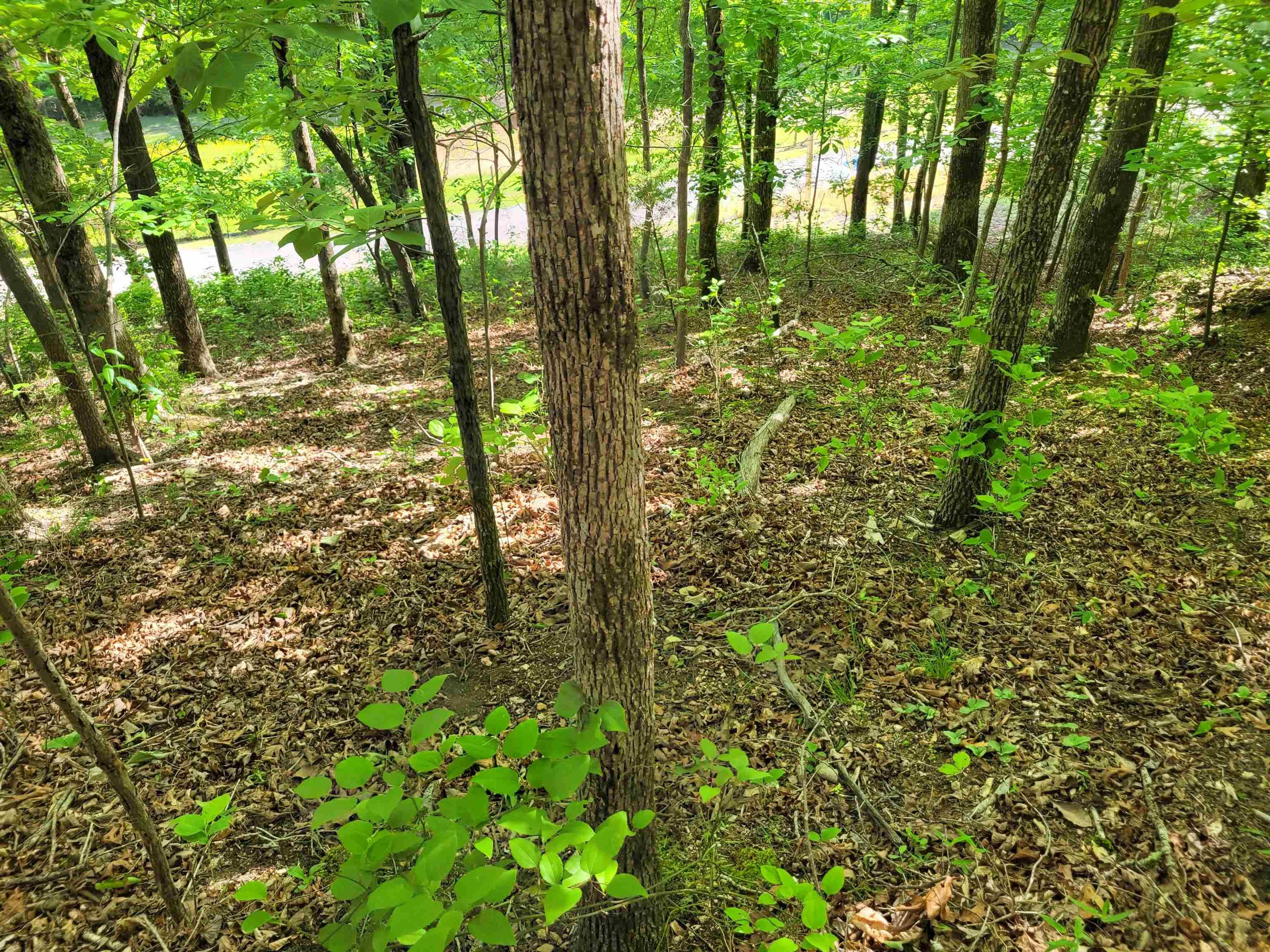 77 Carroll Hollow Road Waynesboro, TN 38485 - Photo 29 of 39 a view of yard